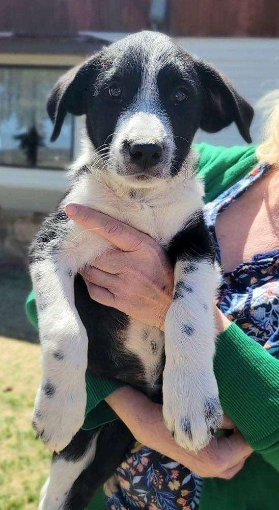 Enlarge Clover, a Adoptable mixed breed in Cortez, CO image 1/4