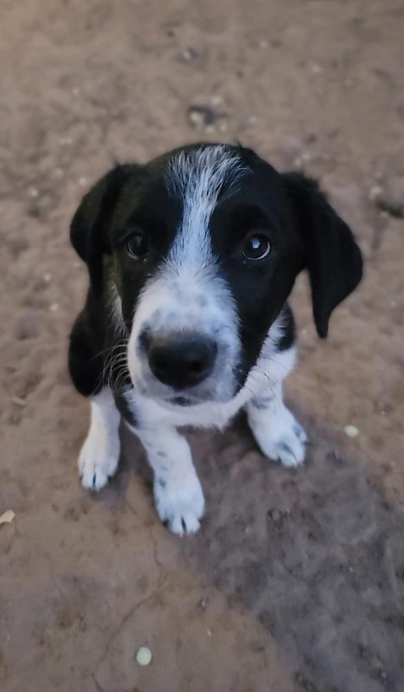 Enlarge Clover, a Adoptable mixed breed in Cortez, CO image 2/4