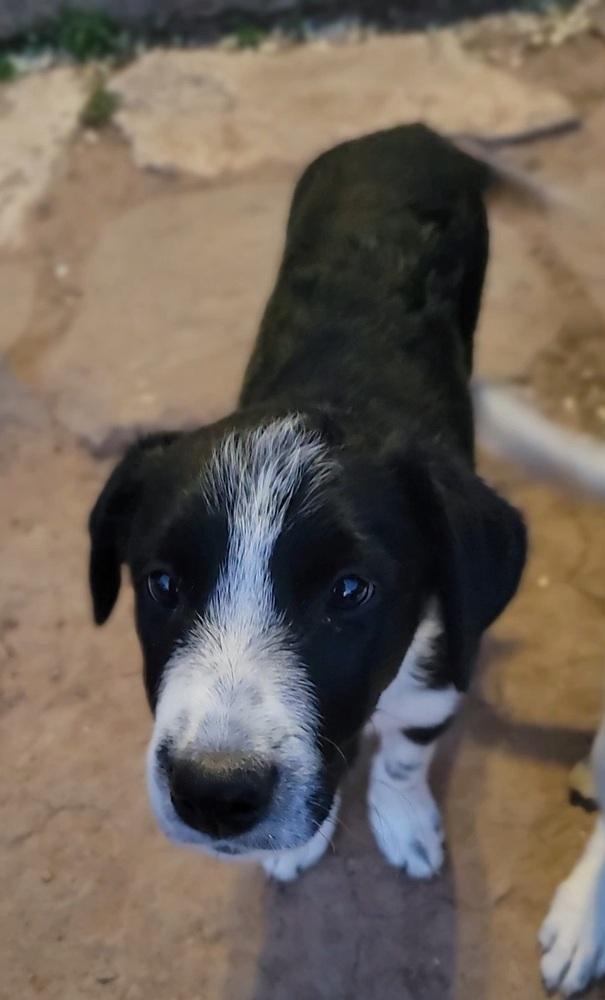 Enlarge Clover, a Adoptable mixed breed in Cortez, CO image 3/4
