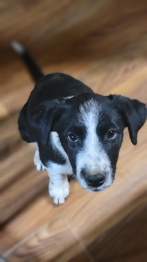 Enlarge Clover, a Adoptable mixed breed in Cortez, CO image 4/4