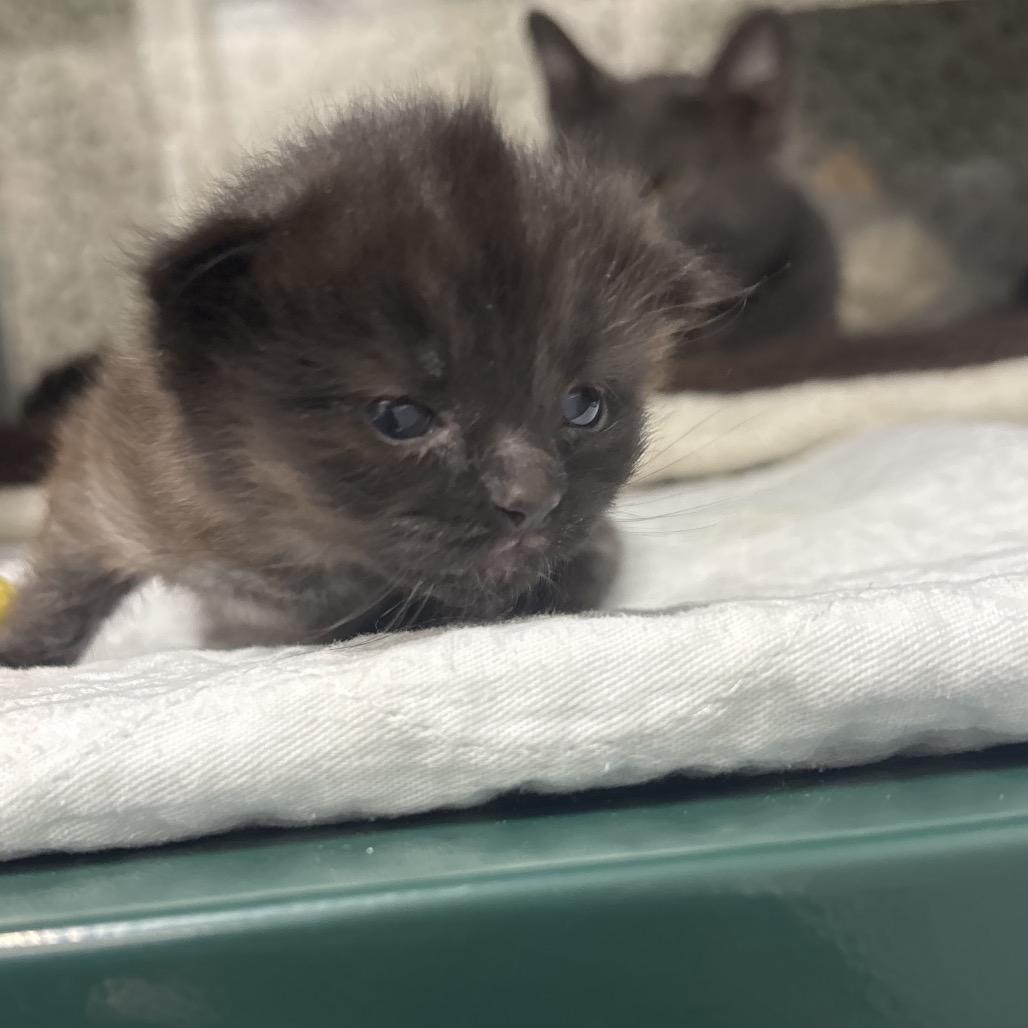 Enlarge Black/Grey belly, a Adoptable Domestic Short Hair in Springtown, TX image 1/1