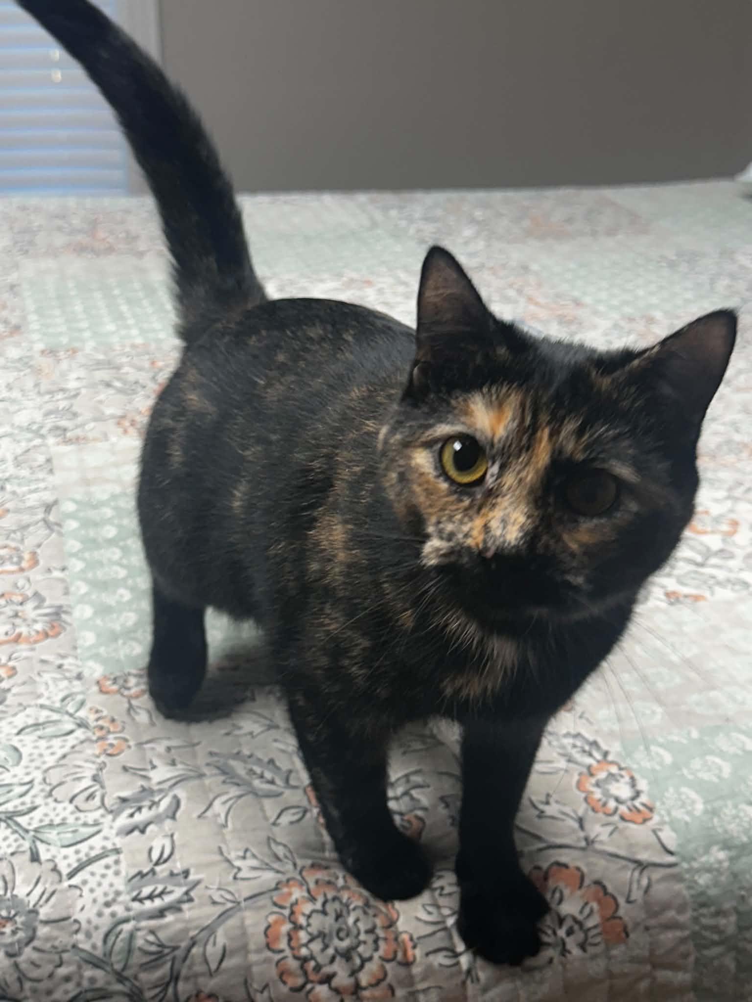 Enlarge Agnes, a Adopted mixed breed in Campbellsville, KY image 2/6
