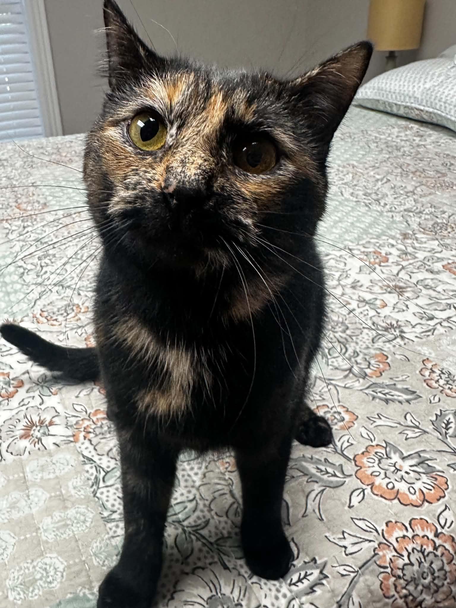 Enlarge Agnes, a Adopted mixed breed in Campbellsville, KY image 4/6