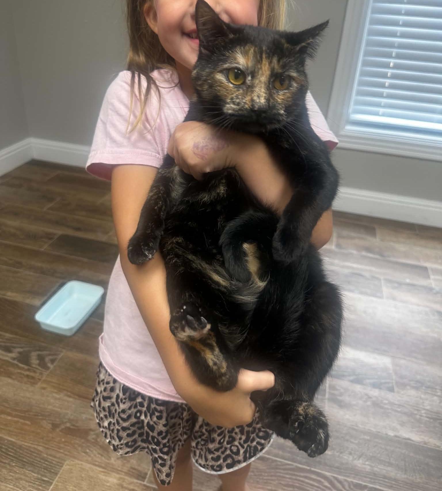 Enlarge Agnes, a Adopted mixed breed in Campbellsville, KY image 3/6