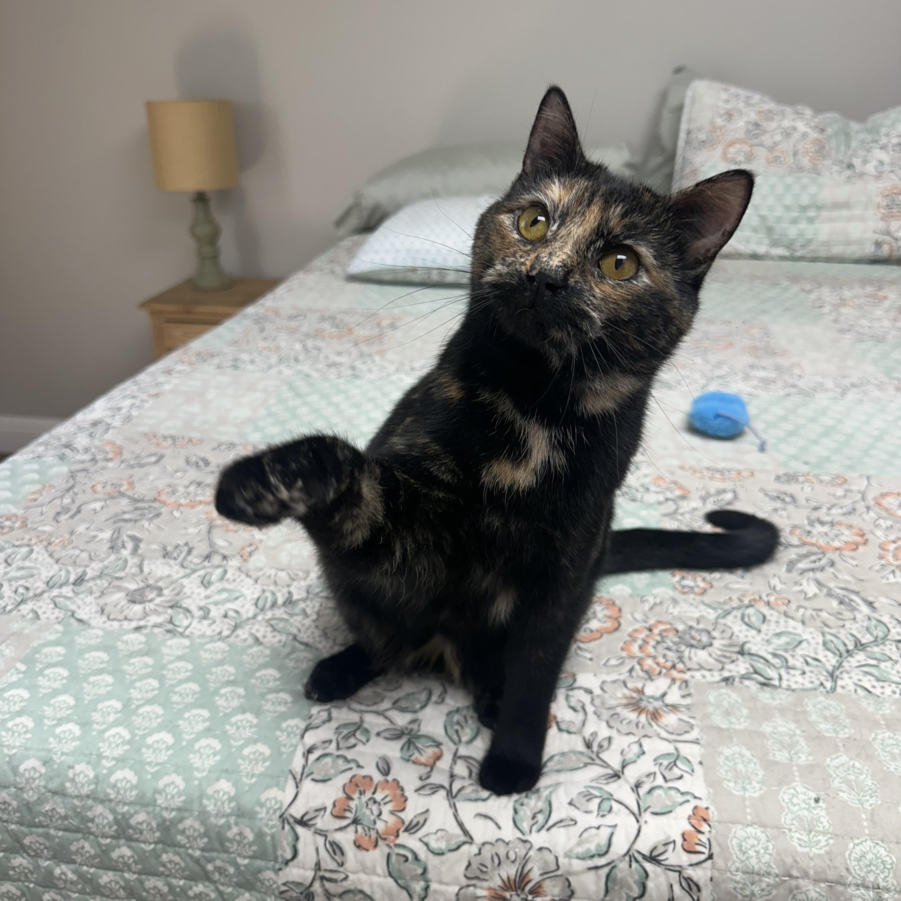 Enlarge Agnes, a Adopted mixed breed in Campbellsville, KY image 1/6