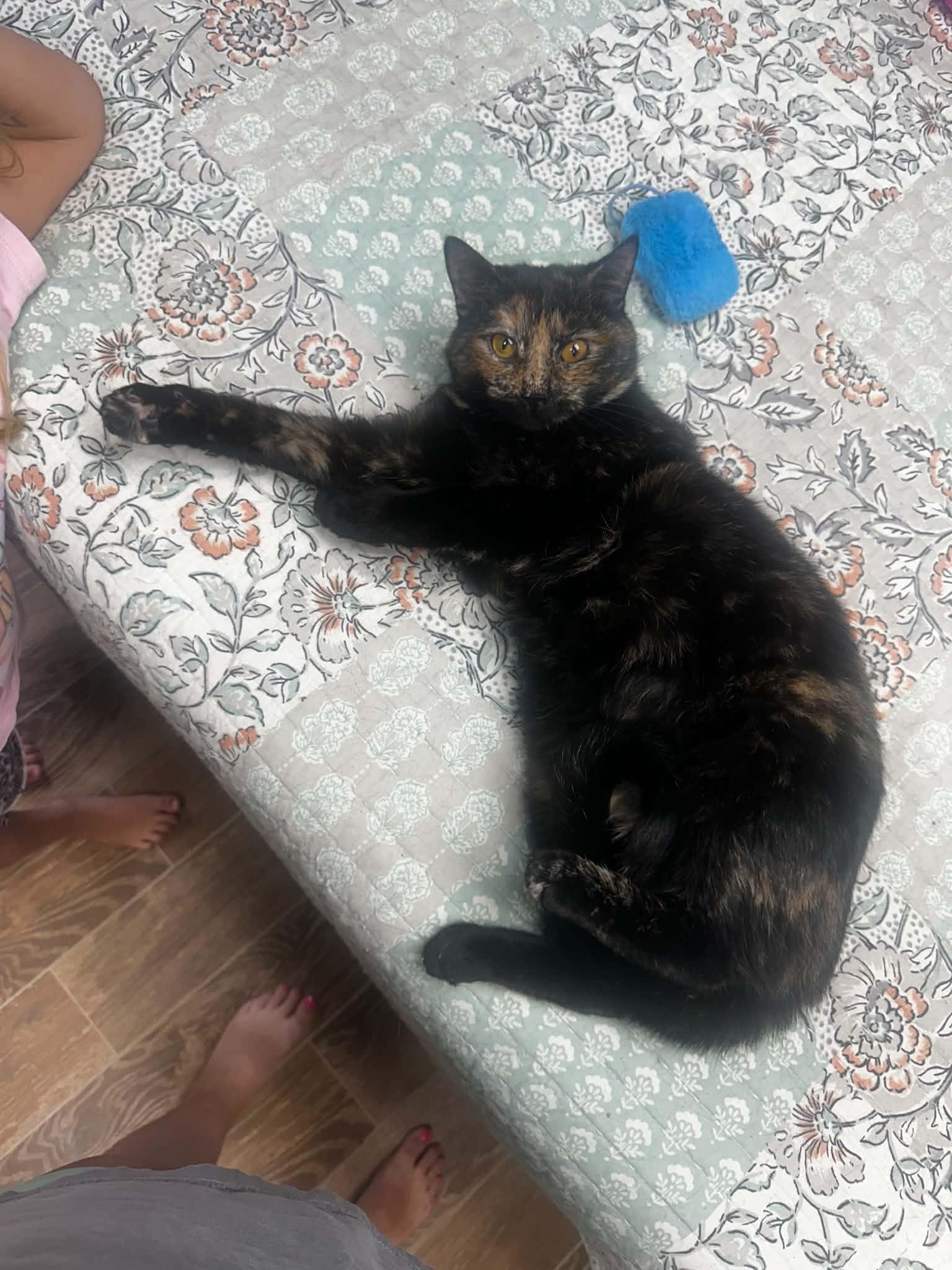 Enlarge Agnes, a Adopted mixed breed in Campbellsville, KY image 6/6