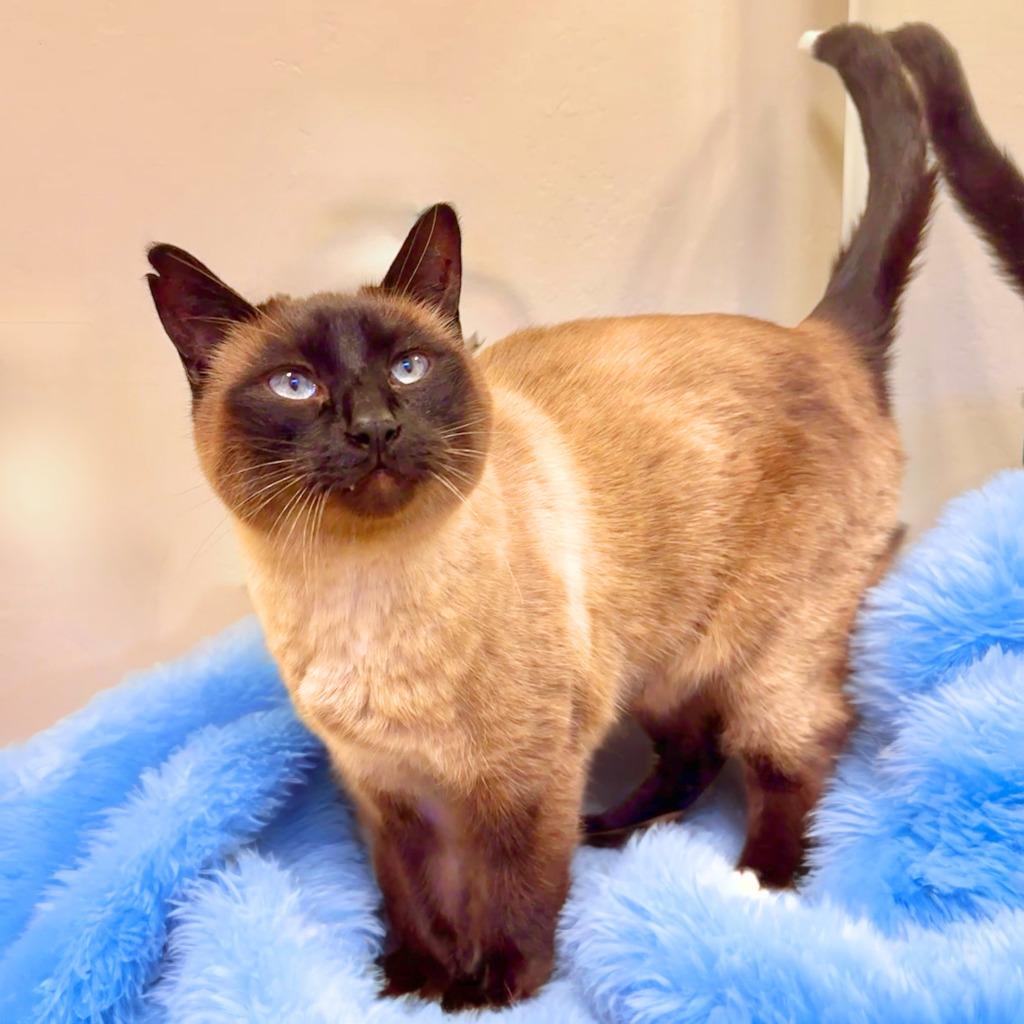 Skye, Adoptable, Adult Male Domestic Short Hair.