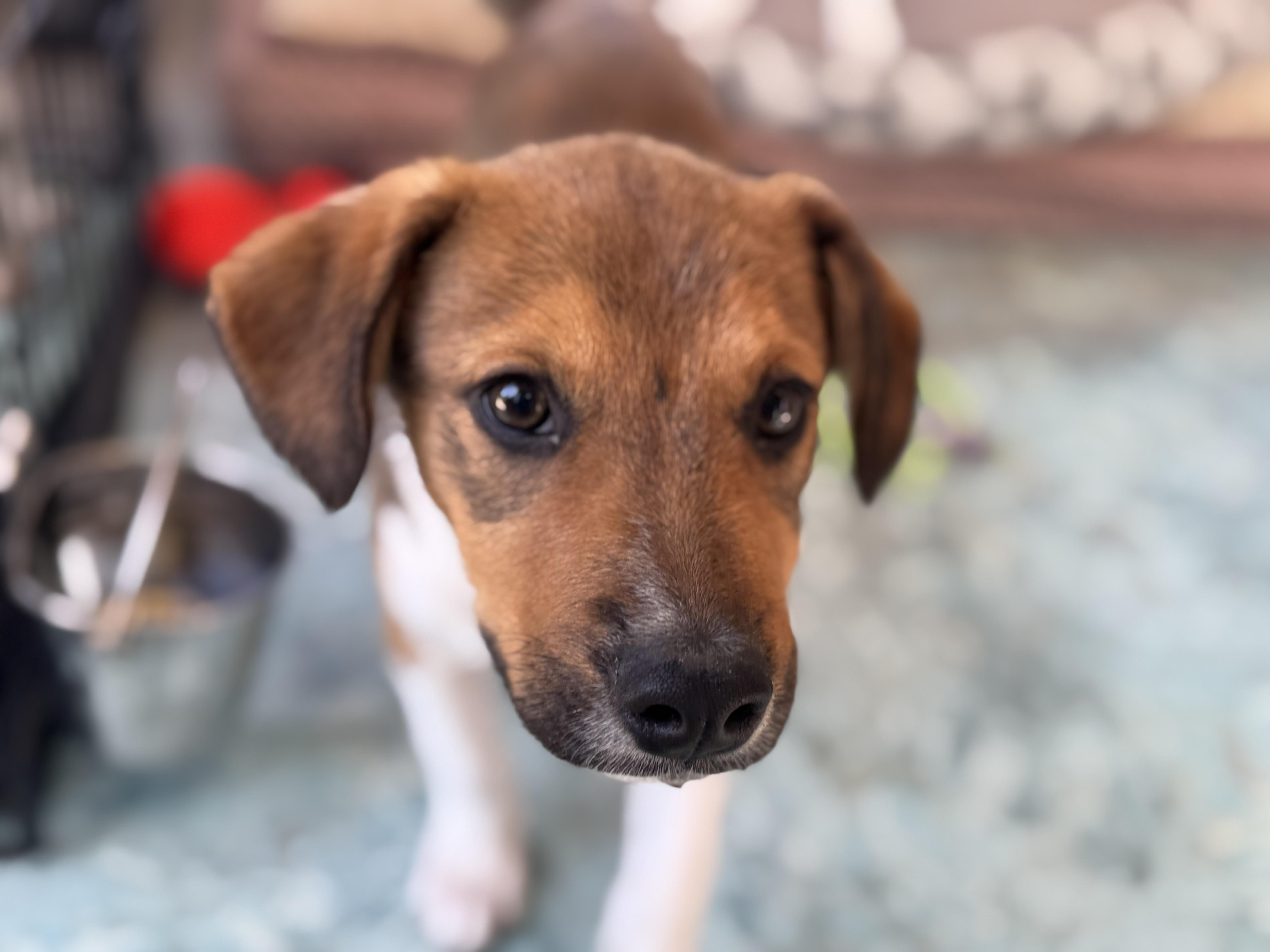 Copper, Baby Male Australian Shepherd