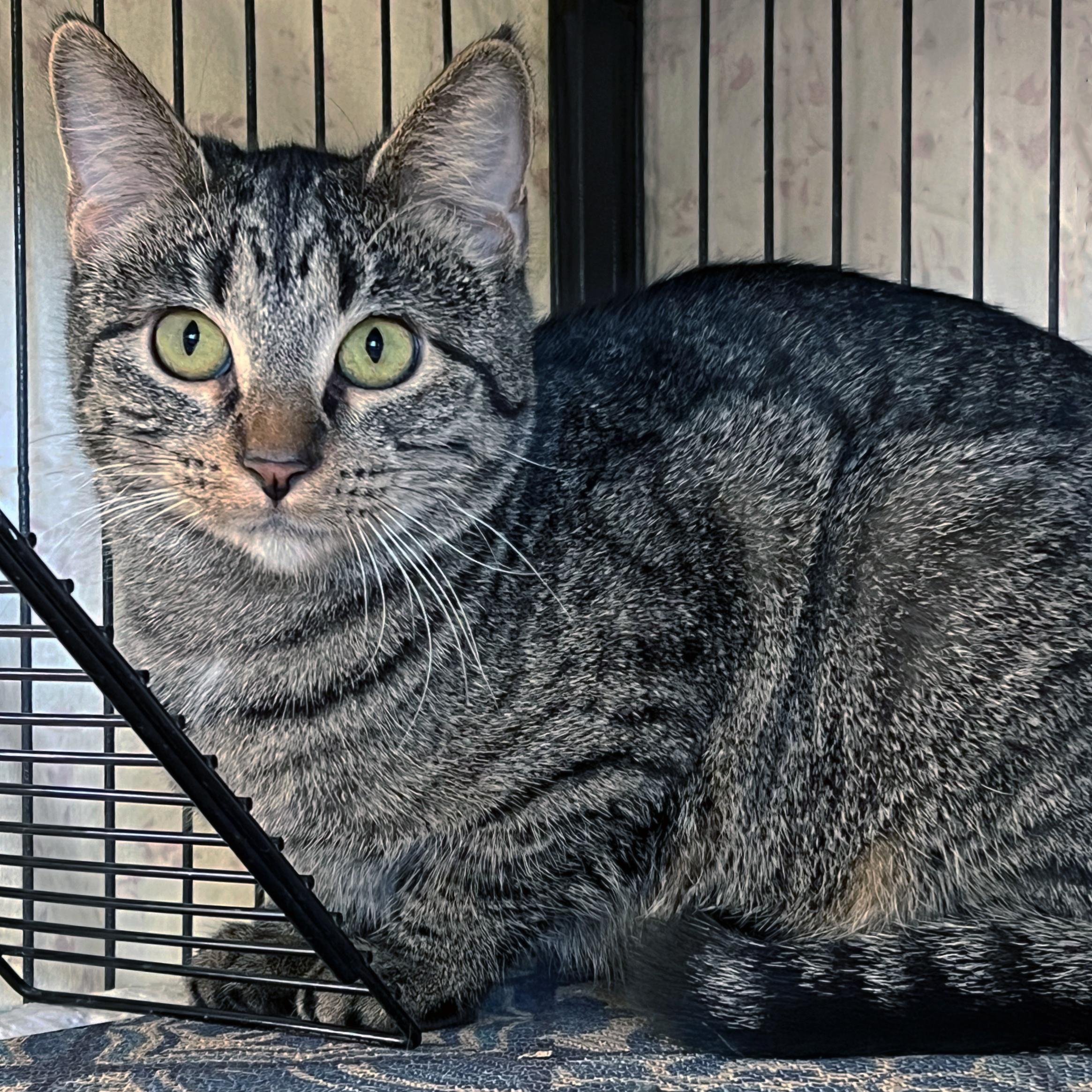 Enlarge Emmylou, a ADOPTABLE Domestic Short Hair in St. Louis, MO image 1/1
