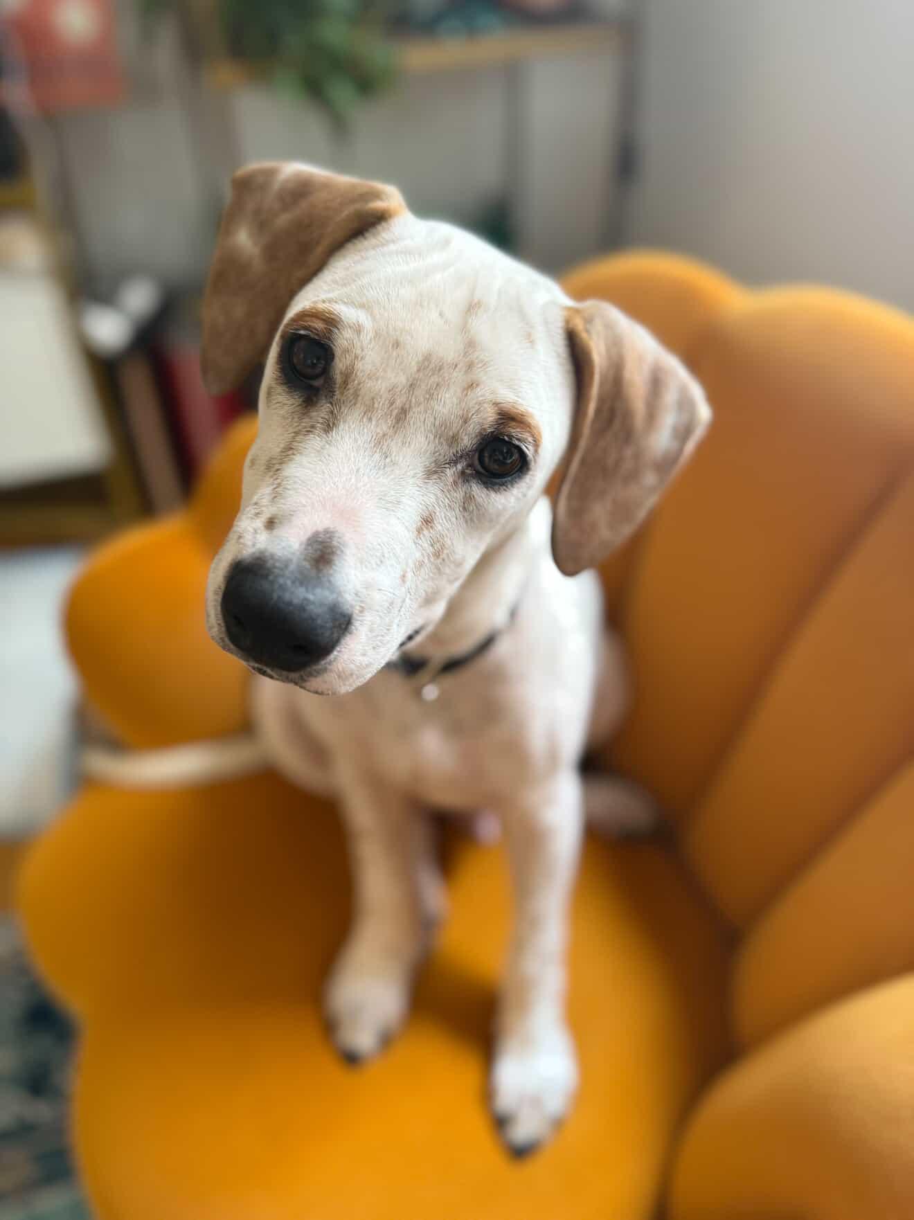 Francisco