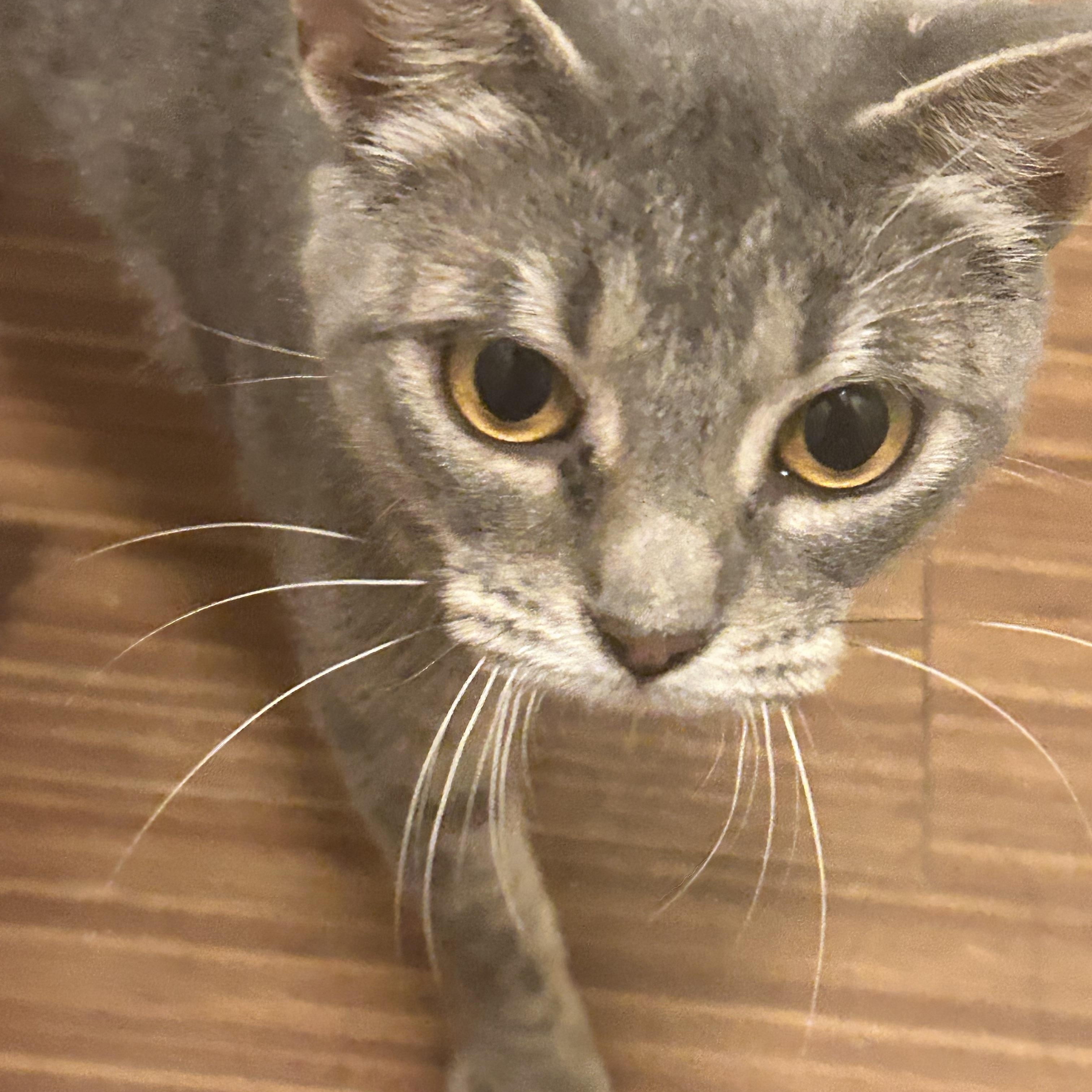 Enlarge Chula, a Adoptable Tabby in Dallas, TX image 2/3