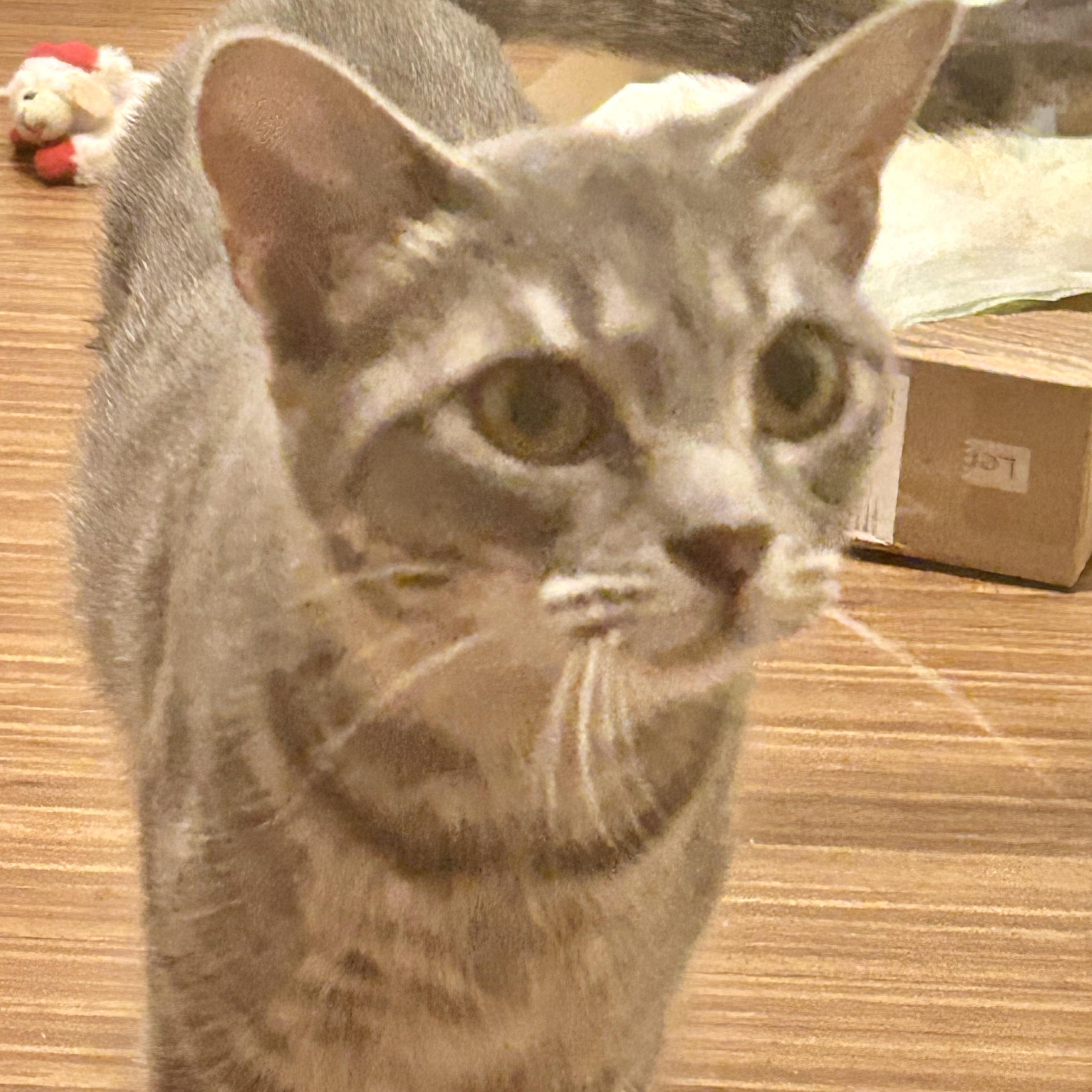 Chula, Adoptable, Adult Female Tabby.