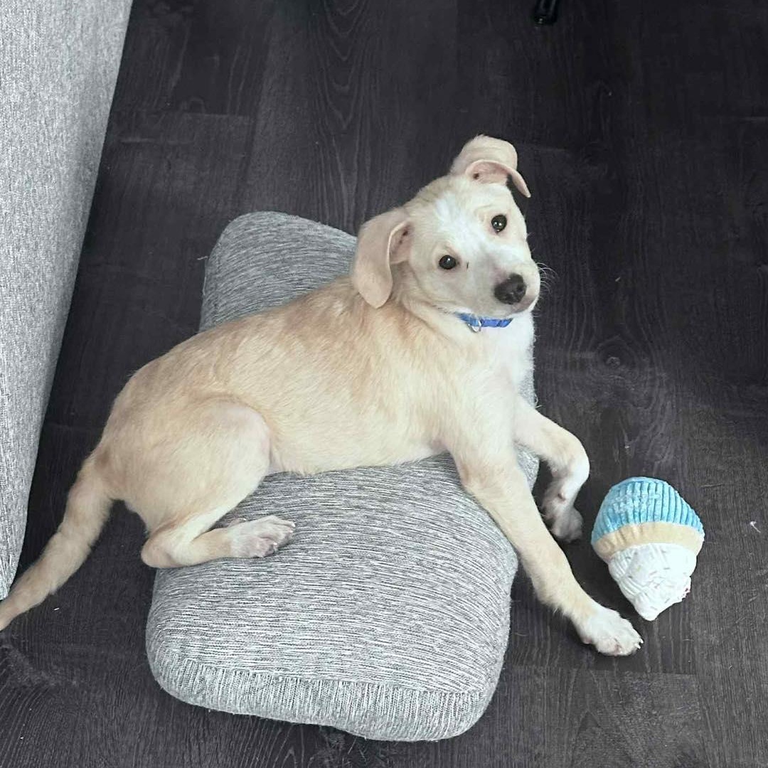 Robin, ADOPTABLE, Puppy Male Terrier & Mixed Breed.