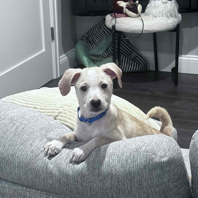 Enlarge Robin, a ADOPTABLE mixed breed in Yaphank, NY image 2/5