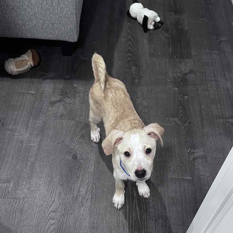 Enlarge Robin, a ADOPTABLE mixed breed in Yaphank, NY image 4/5