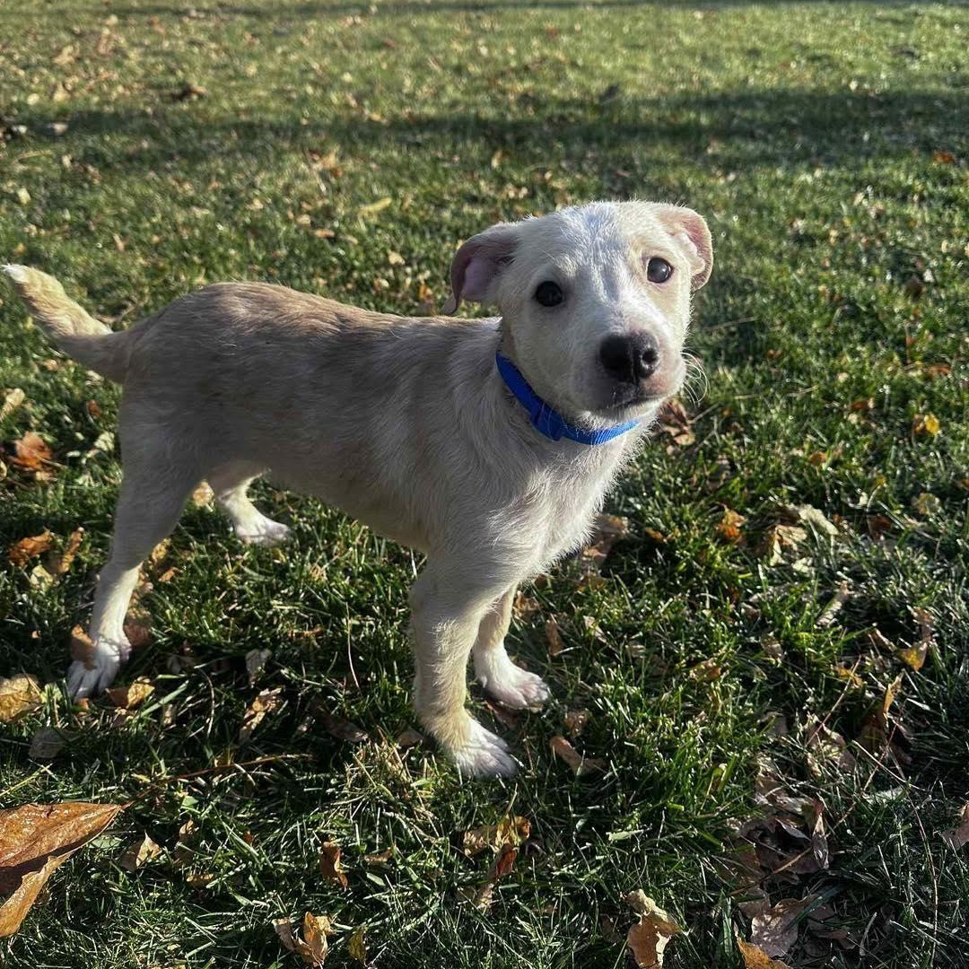 Enlarge Robin, a ADOPTABLE mixed breed in Yaphank, NY image 5/5