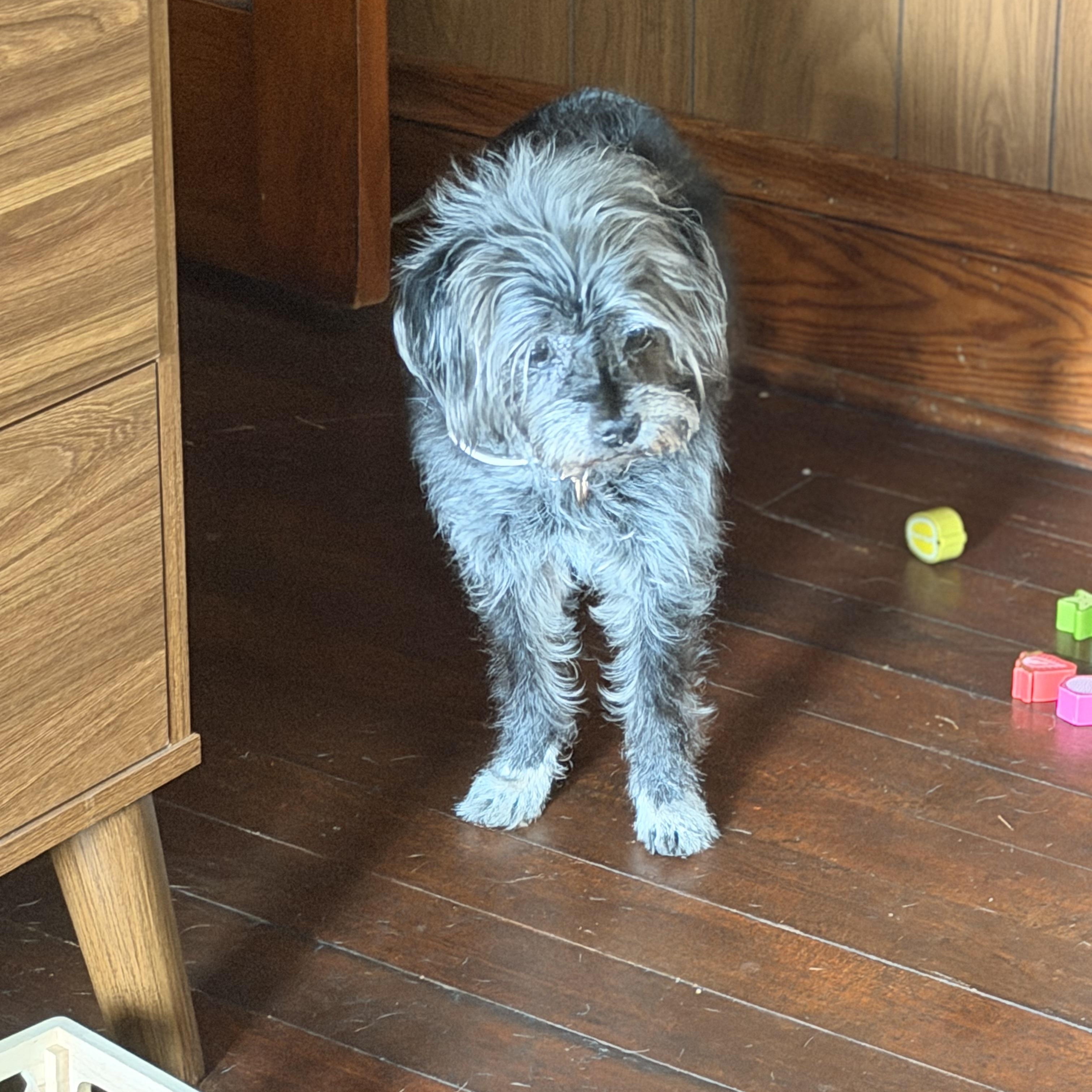 Enlarge Sofia, a Adoptable mixed breed in Romeoville , IL image 2/2