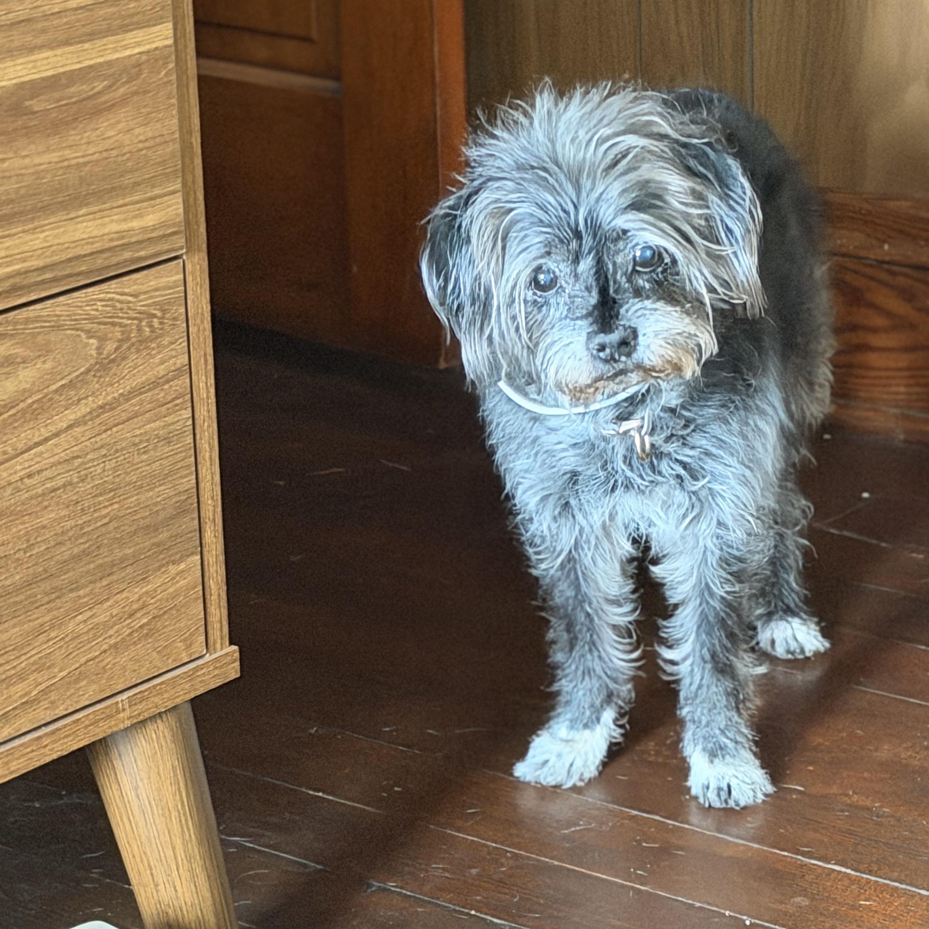 Sofia, Adoptable, Senior Female Terrier.