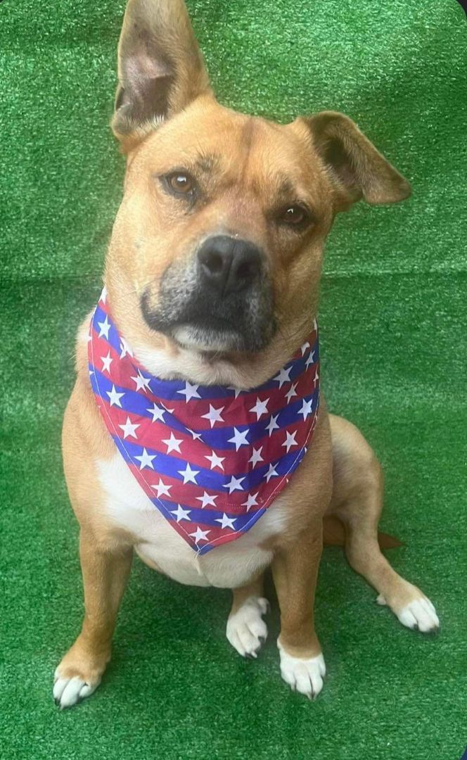 Trixie, Adoptable, Adult Female American Staffordshire Terrier.
