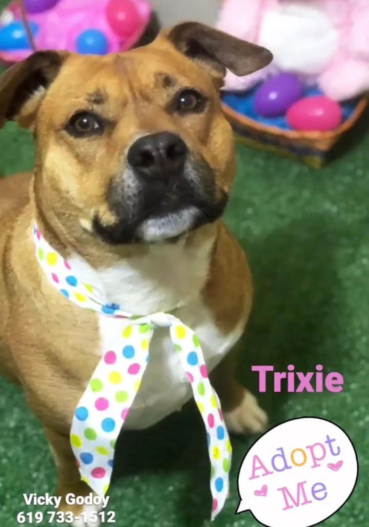 Trixie, a Adoptable mixed breed in San Ysidro, CA image 2/6