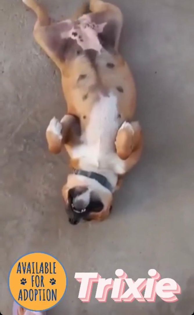 Trixie, a Adoptable mixed breed in San Ysidro, CA image 3/6