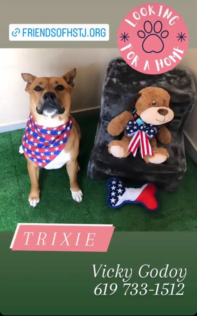 Trixie, a Adoptable mixed breed in San Ysidro, CA image 4/6