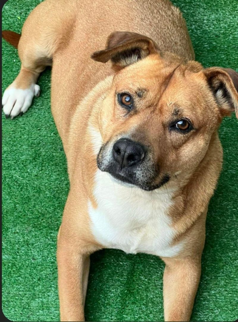 Trixie, a Adoptable mixed breed in San Ysidro, CA image 5/6