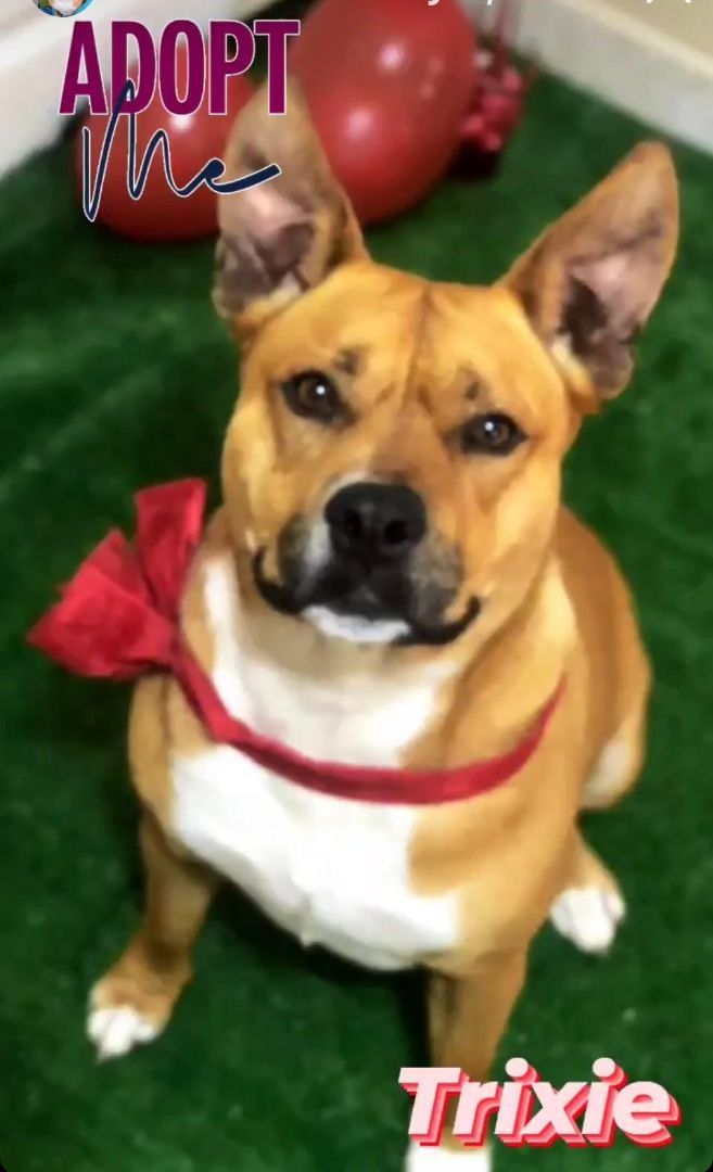 Trixie, a Adoptable mixed breed in San Ysidro, CA image 6/6