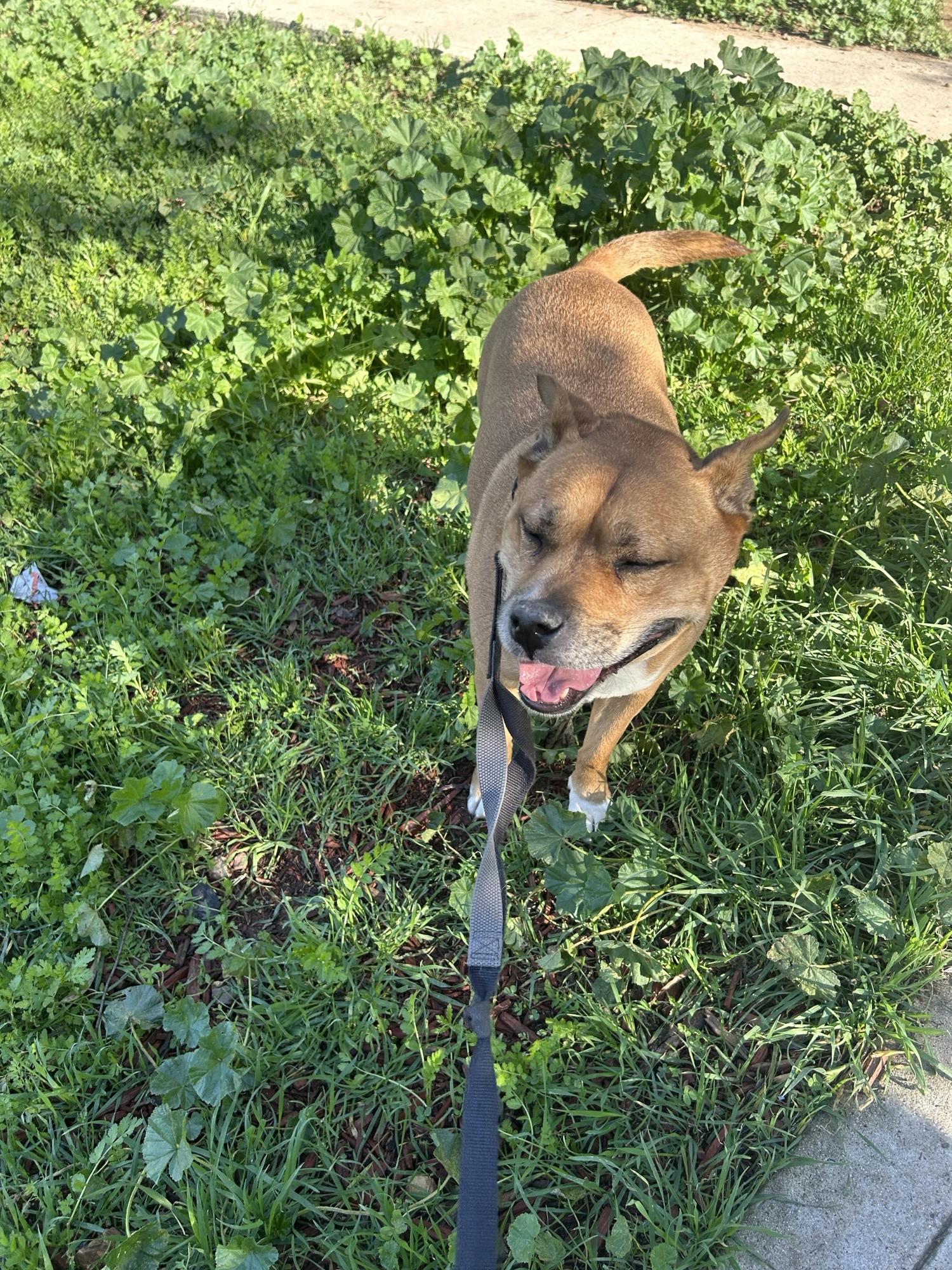 Enlarge Trixie, a Adoptable mixed breed in San Ysidro, CA image 4/6