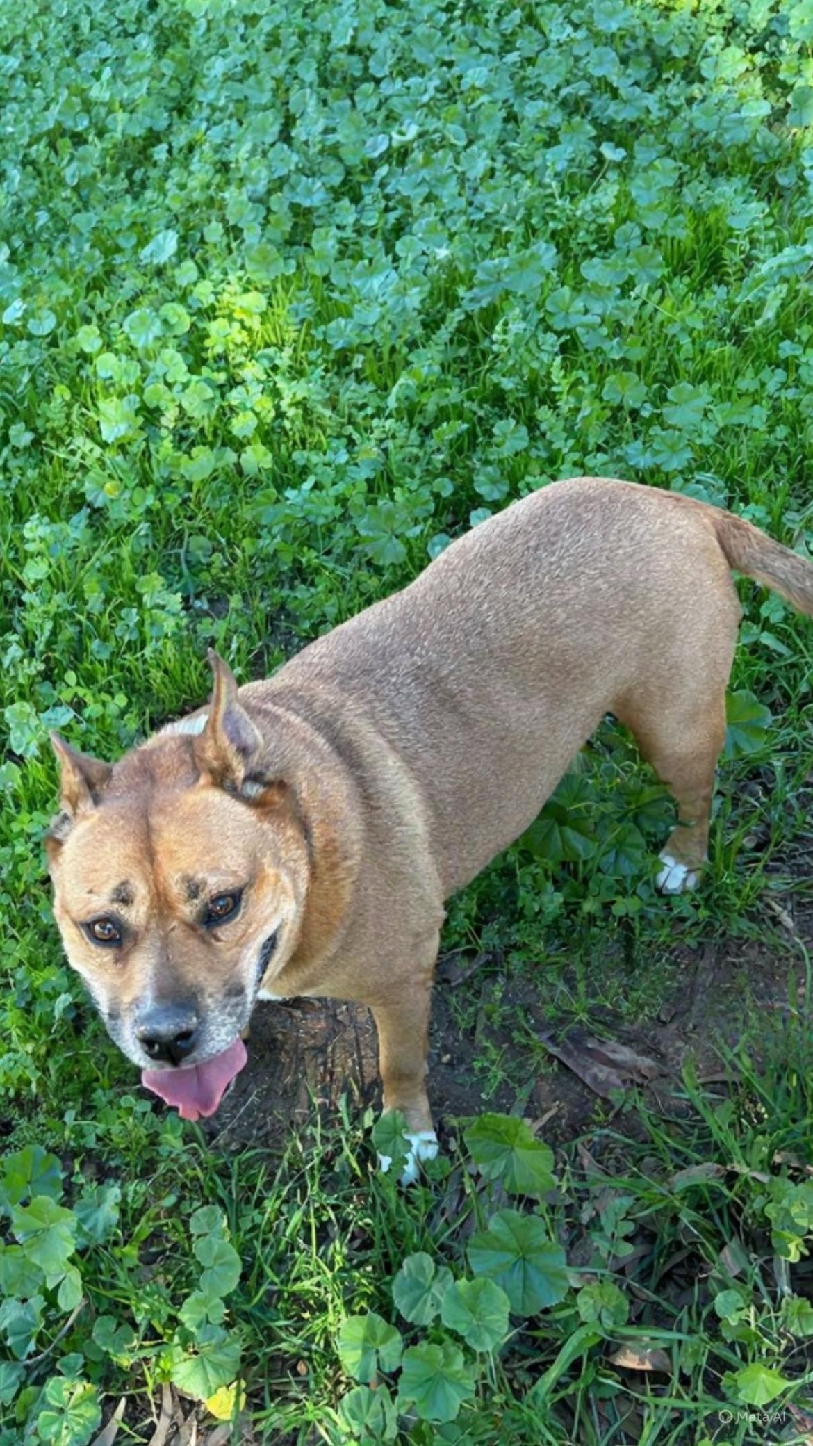 Enlarge Trixie, a Adoptable mixed breed in San Ysidro, CA image 5/6
