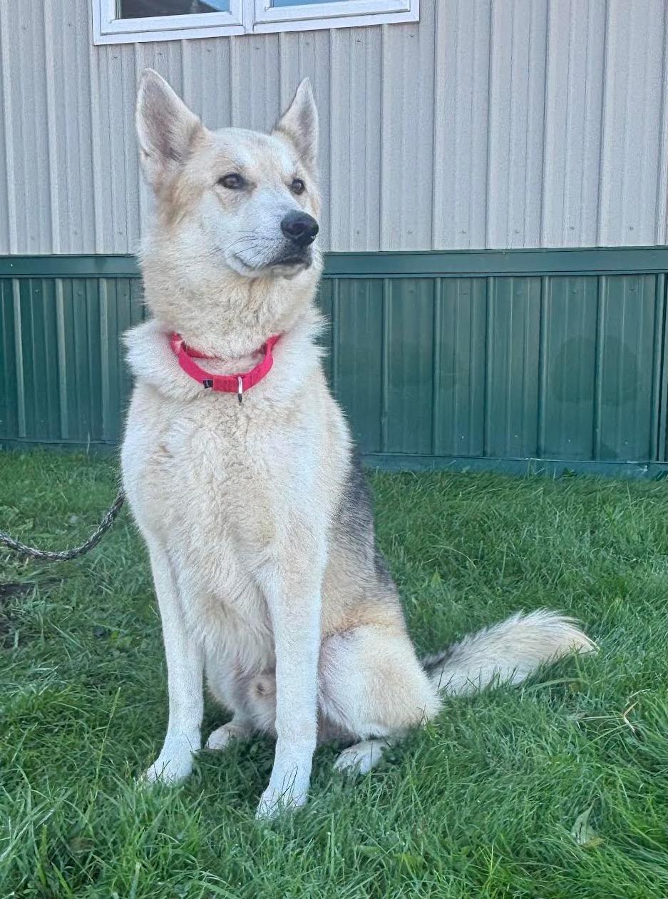Enlarge Rescue Max, a Adoptable mixed breed in Batavia, NY image 1/1