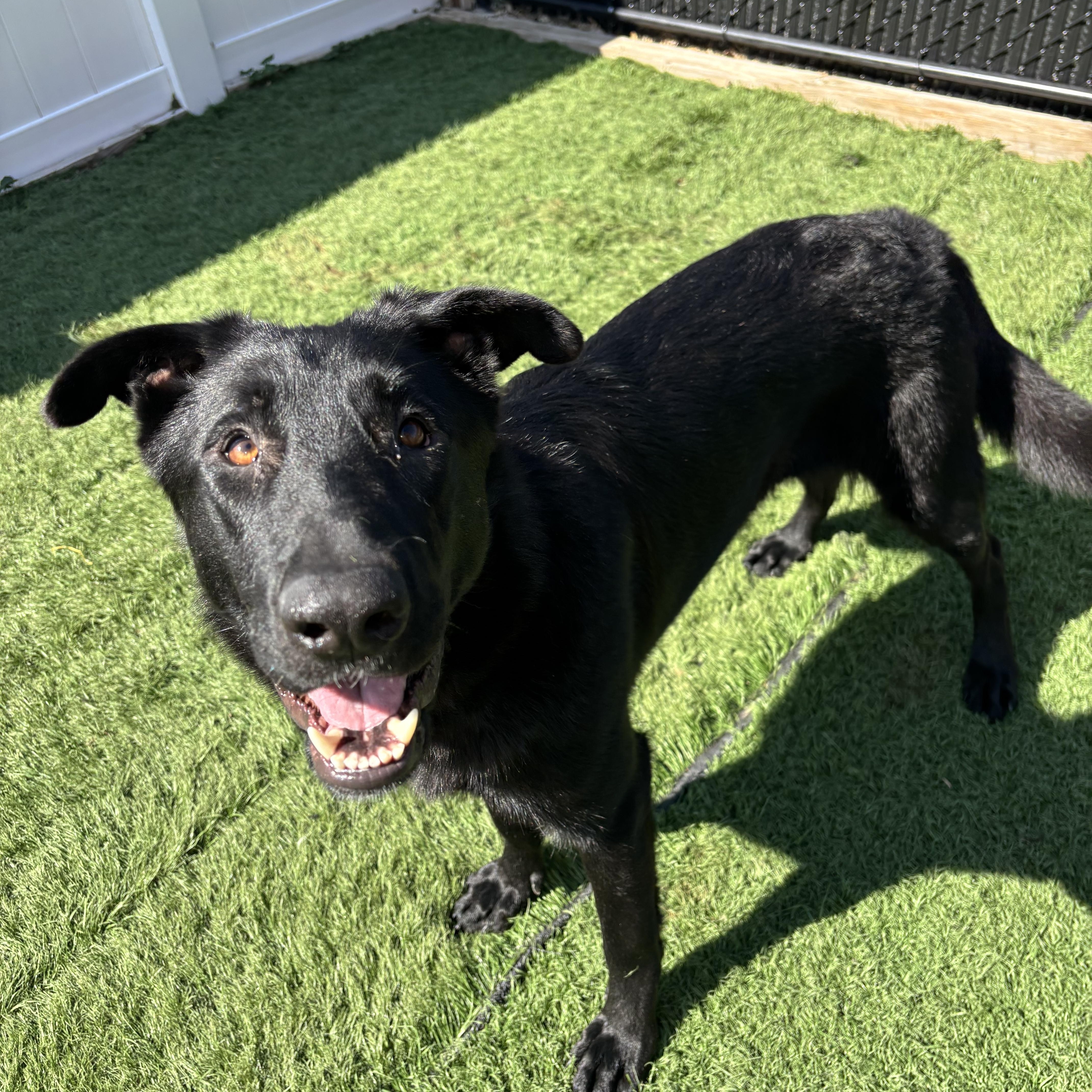 Enlarge Leia, a Adoptable German Shepherd Dog in Chicago, IL image 2/6