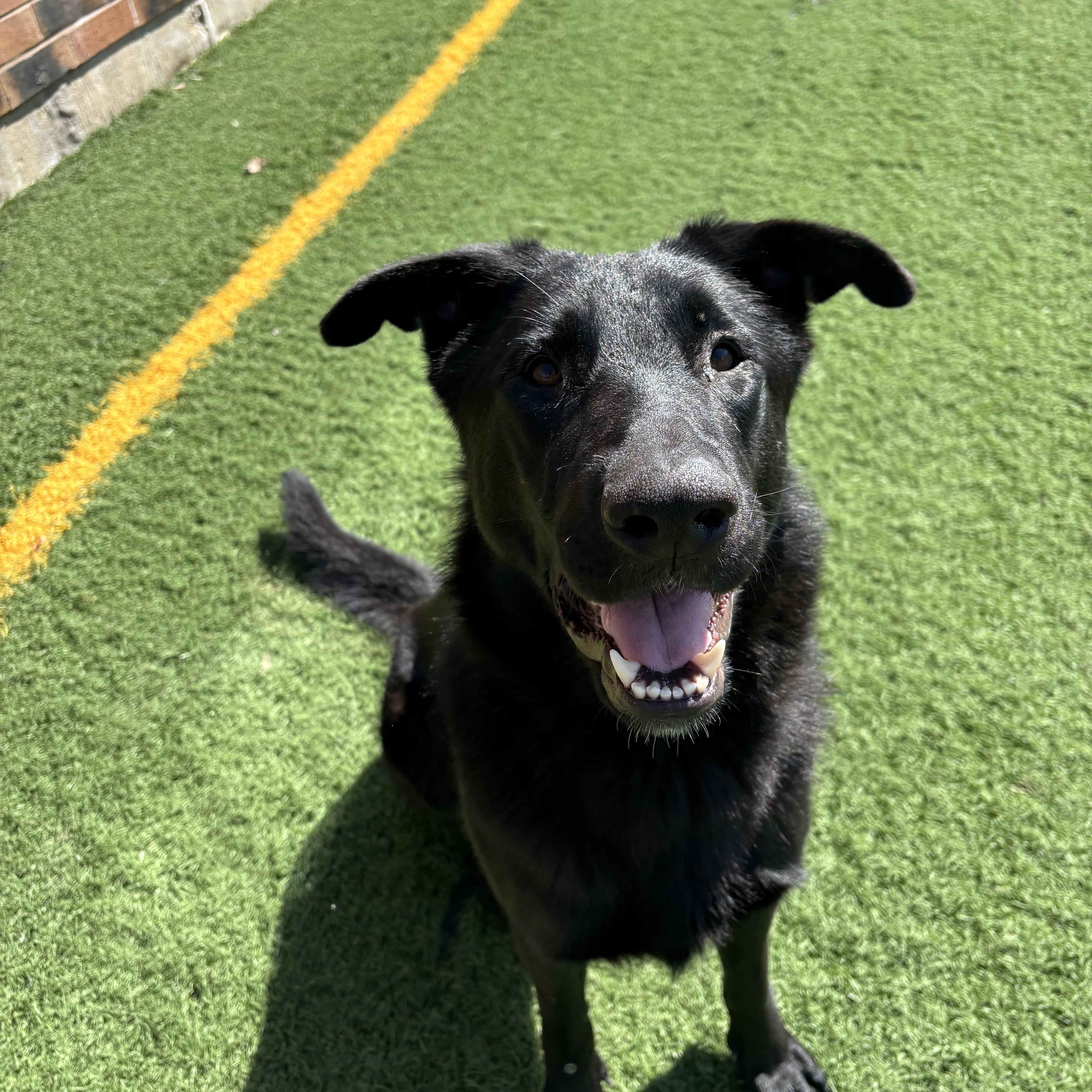Enlarge Leia, a Adoptable German Shepherd Dog in Chicago, IL image 3/6