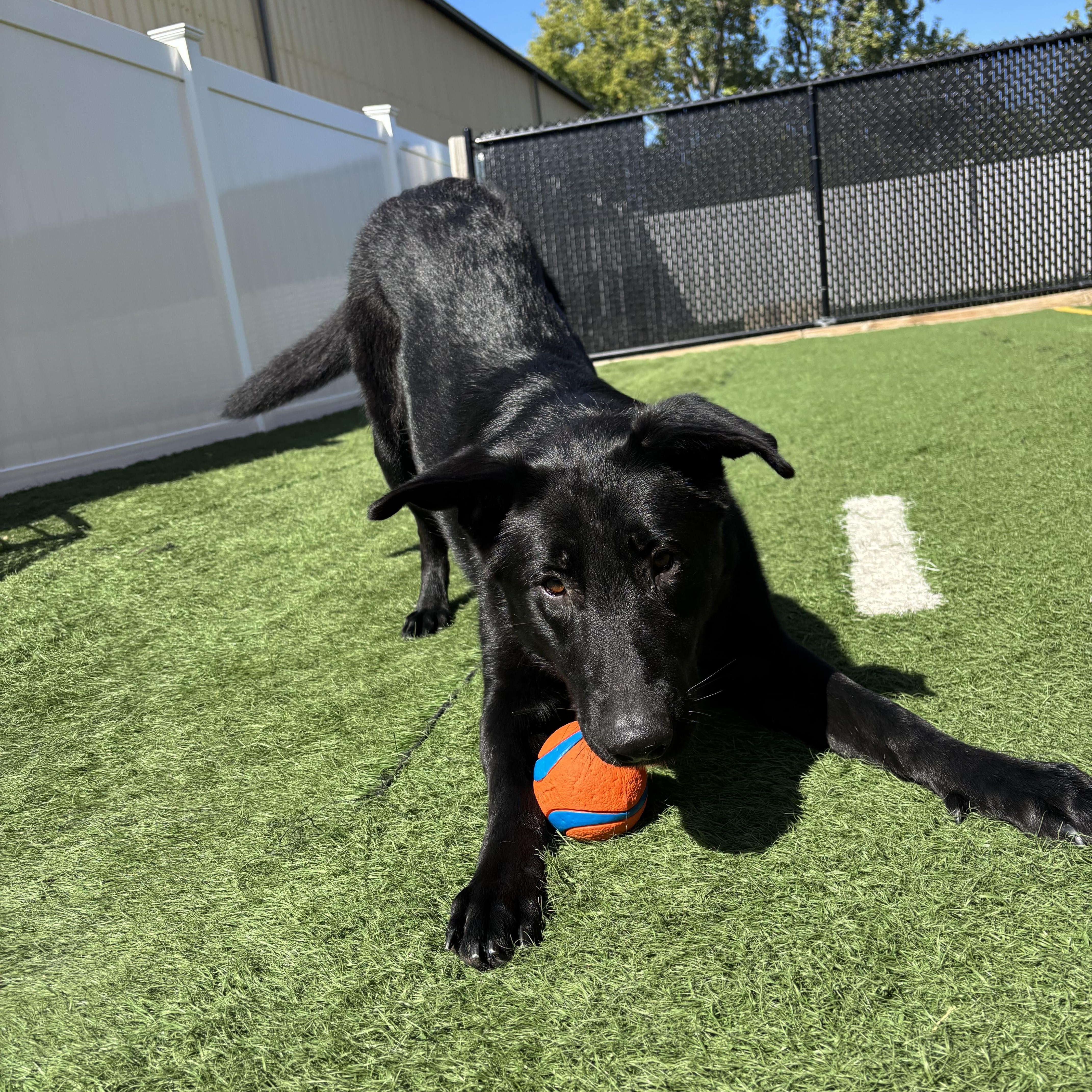 Enlarge Leia, a Adoptable German Shepherd Dog in Chicago, IL image 4/6