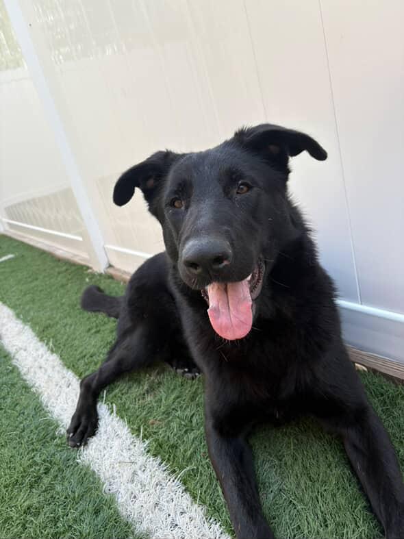 Leia, Adoptable, Young Female German Shepherd Dog.