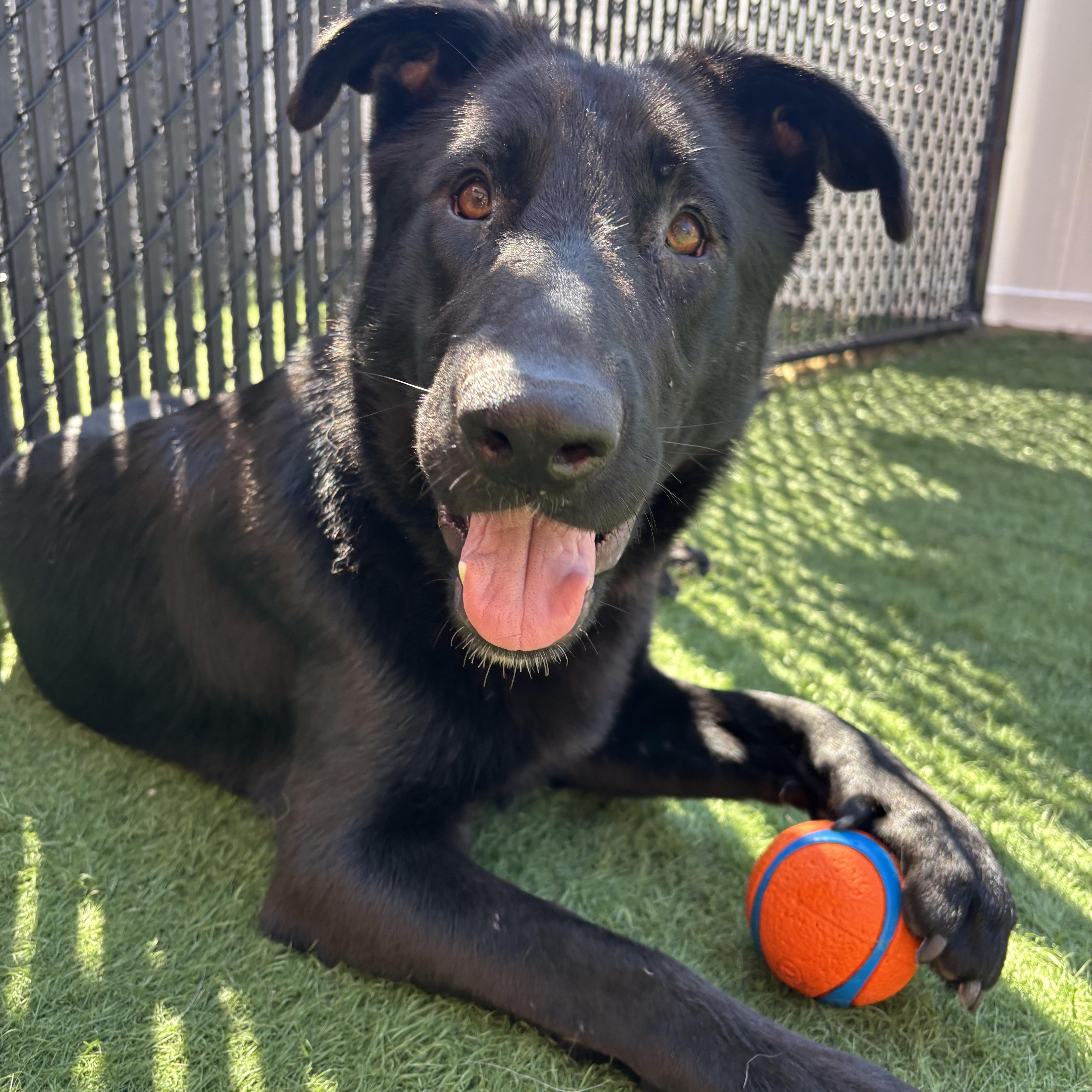 Enlarge Leia, a Adoptable German Shepherd Dog in Chicago, IL image 5/6