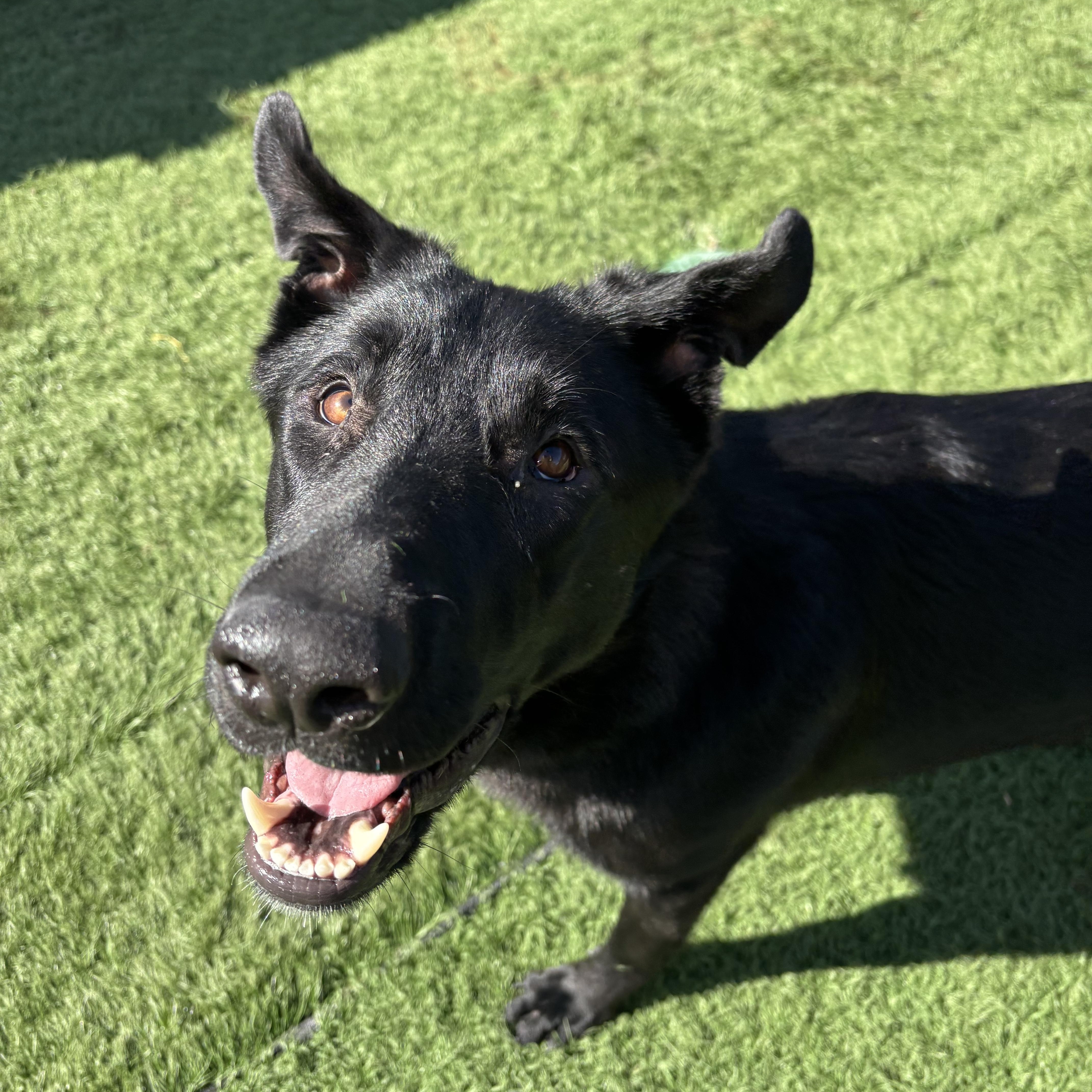 Enlarge Leia, a Adoptable German Shepherd Dog in Chicago, IL image 6/6