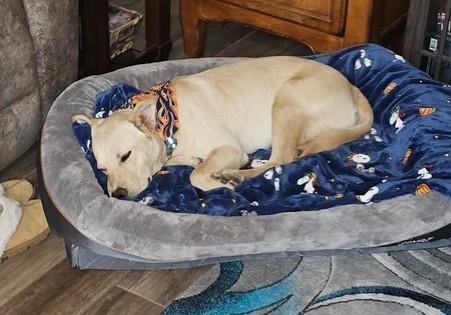 Enlarge Sebastian aka Scooby, a Adoptable mixed breed in Sierra Vista, AZ image 3/3