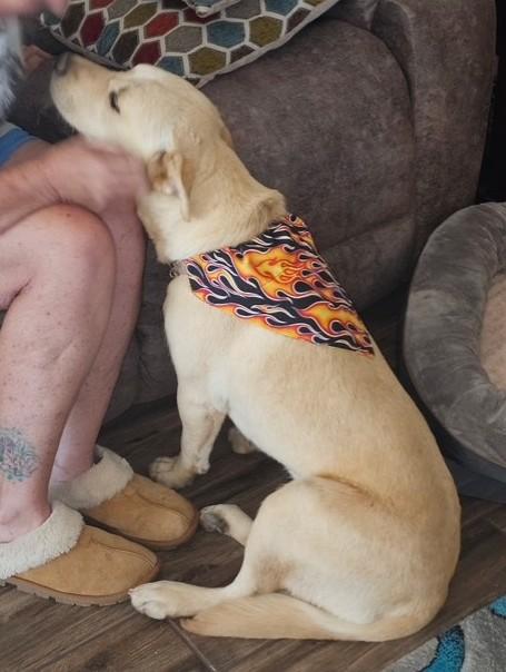 Sebastian aka Scooby, Adoptable, Young Male Labrador Retriever.