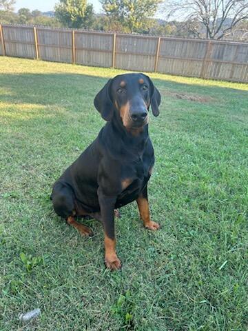 Villie, a Adopted Doberman Pinscher in Knoxville, TN image 1/3