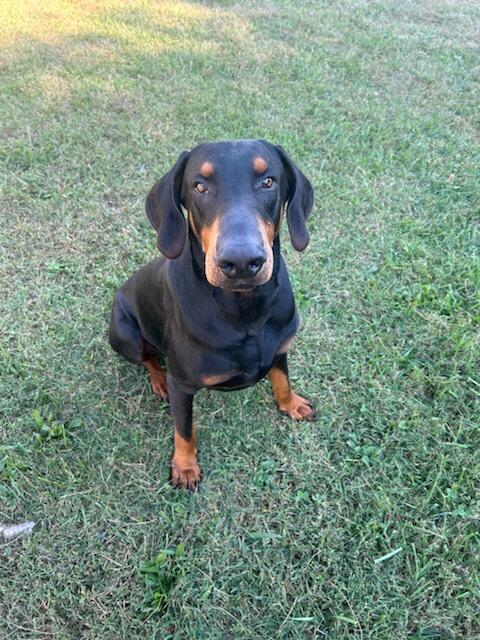 Villie, a Adopted Doberman Pinscher in Knoxville, TN image 2/3
