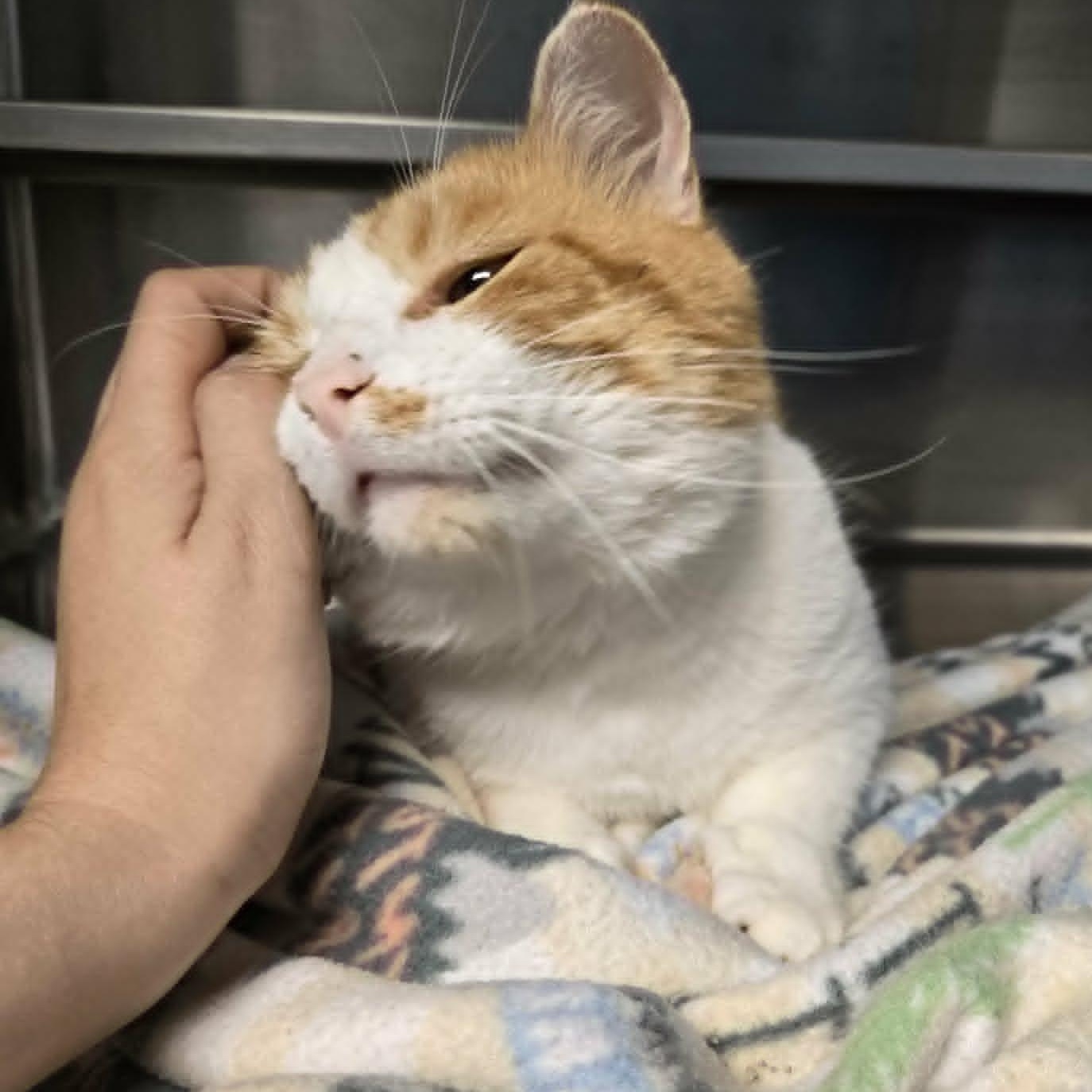 Enlarge Clayton, a Adoptable Domestic Short Hair in Watertown, WI image 4/4