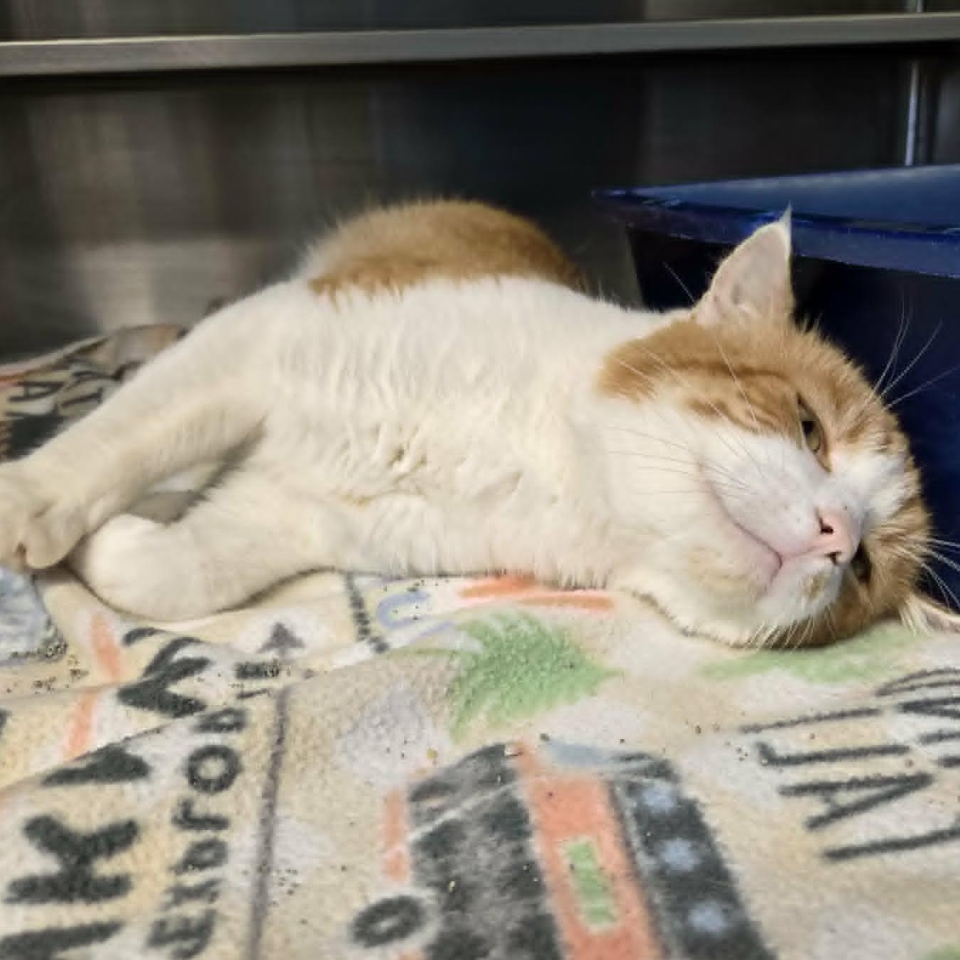 Enlarge Clayton, a Adoptable Domestic Short Hair in Watertown, WI image 2/4