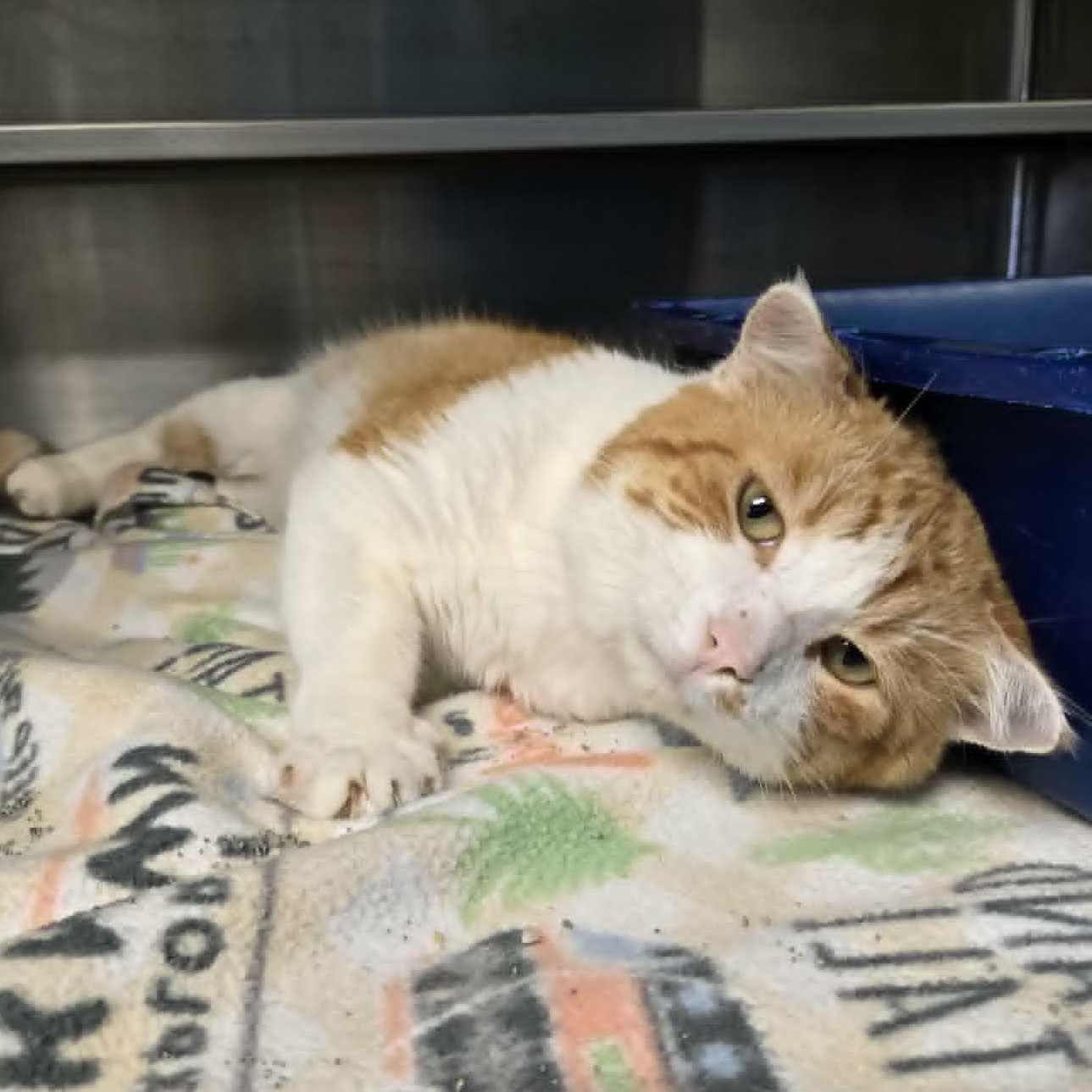 Clayton, Adoptable, Adult Male Domestic Short Hair.