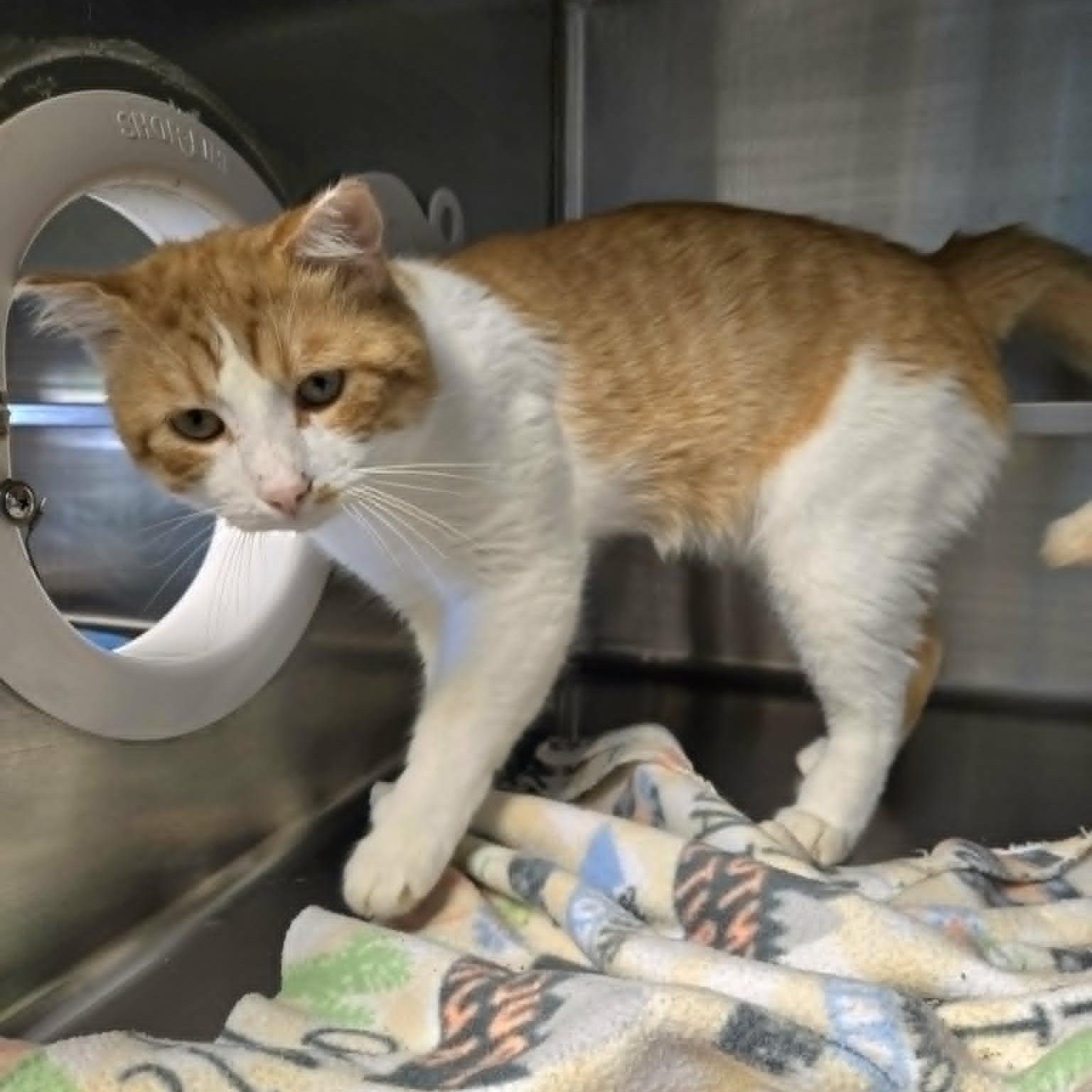 Enlarge Clayton, a Adoptable Domestic Short Hair in Watertown, WI image 3/4