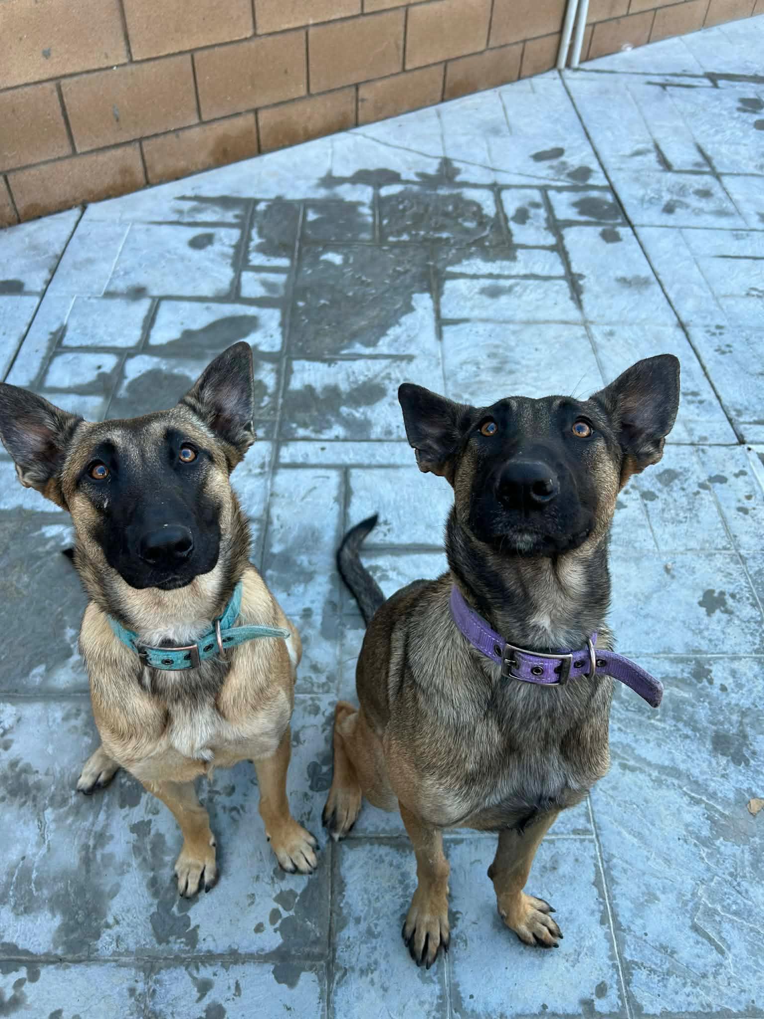 Enlarge Dallas, a Adoptable Belgian Shepherd / Malinois in Murrieta, CA image 3/3