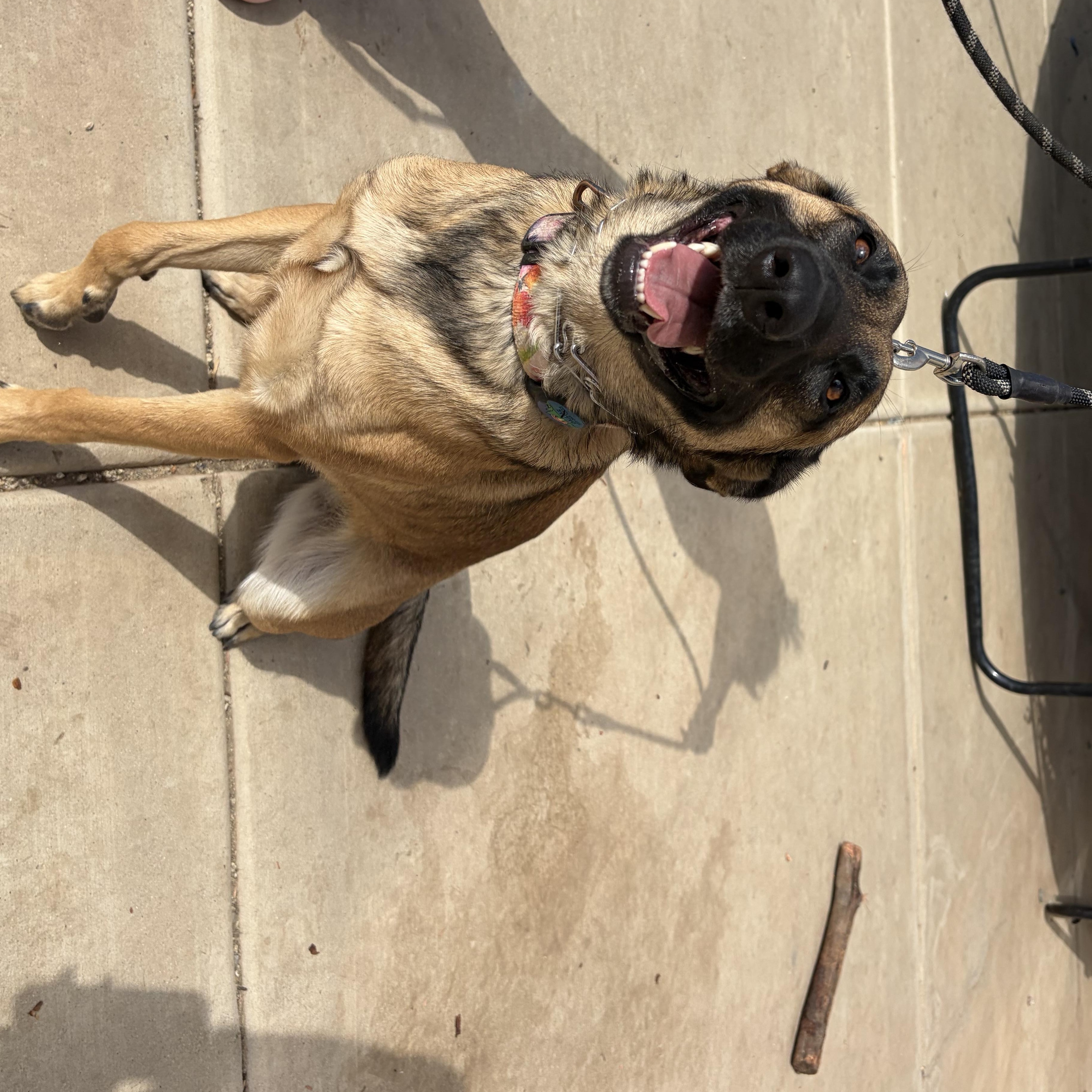 Enlarge Dallas, a Adoptable Belgian Shepherd / Malinois in Murrieta, CA image 2/3