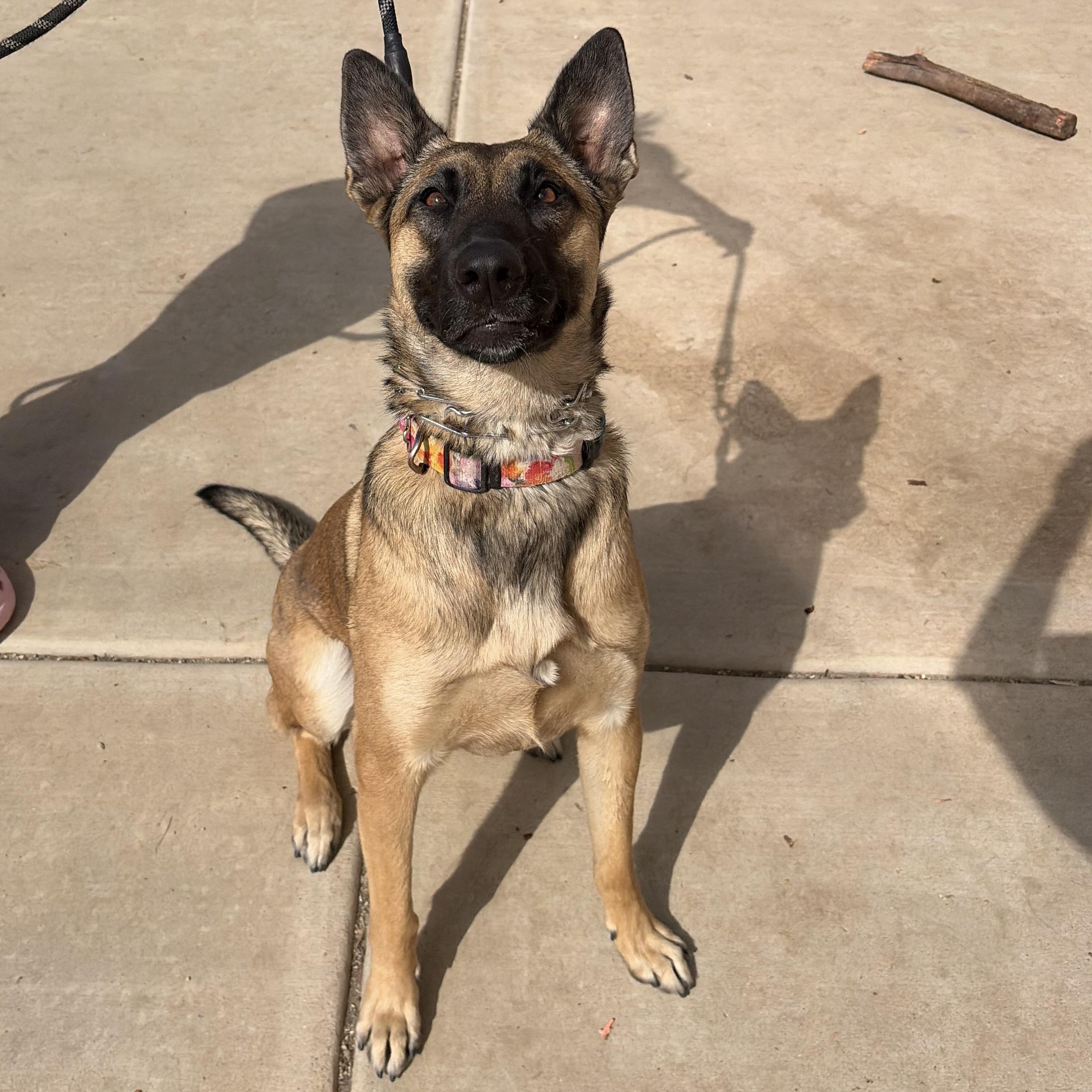 Dallas, Adoptable, Young Female Belgian Shepherd / Malinois.