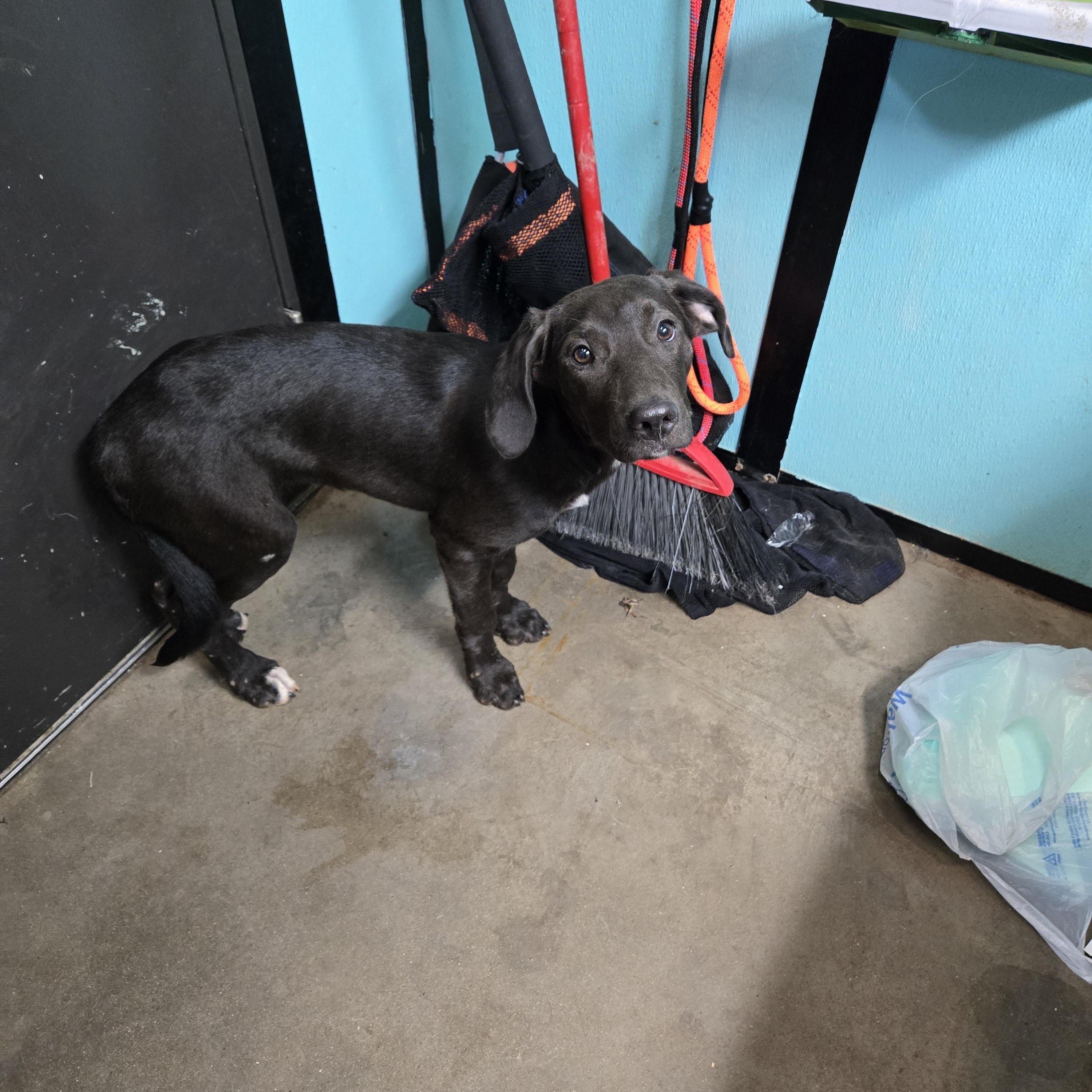 Enlarge Farkle, a Adoptable mixed breed in Graham, TX image 2/2