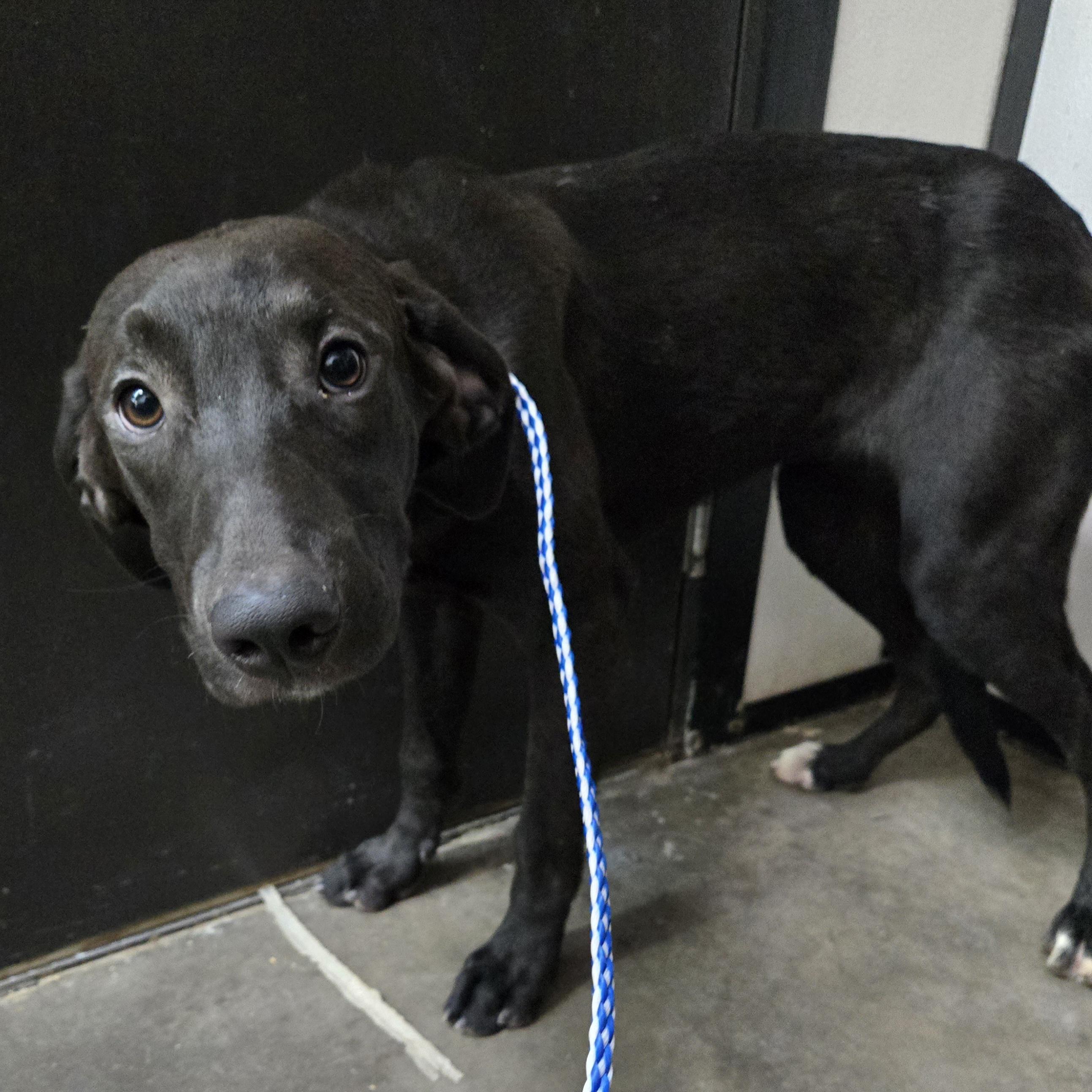 Farkle, Adoptable, Puppy Female Blue Lacy & Mixed Breed.